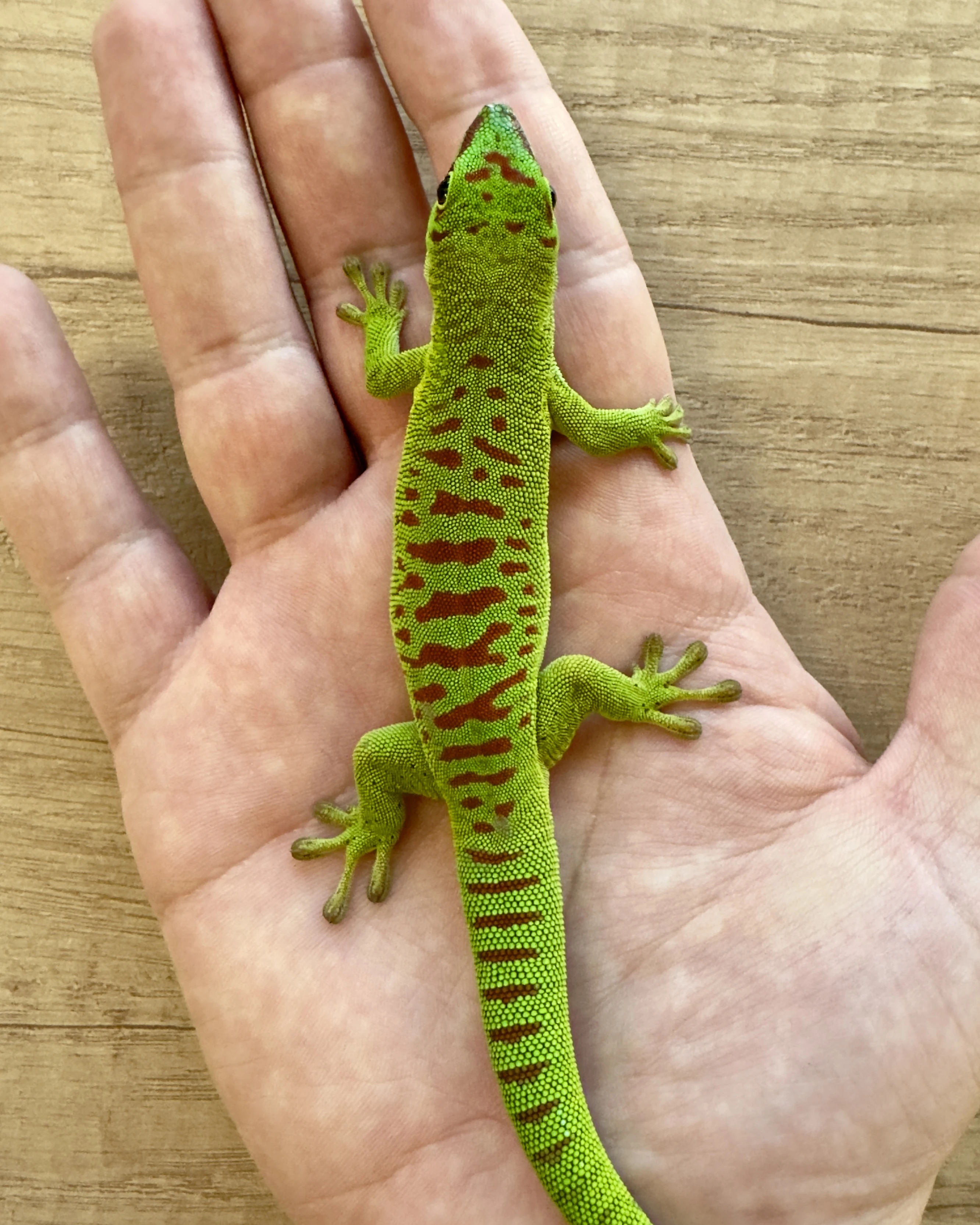 Phelsuma grandis high red - samec