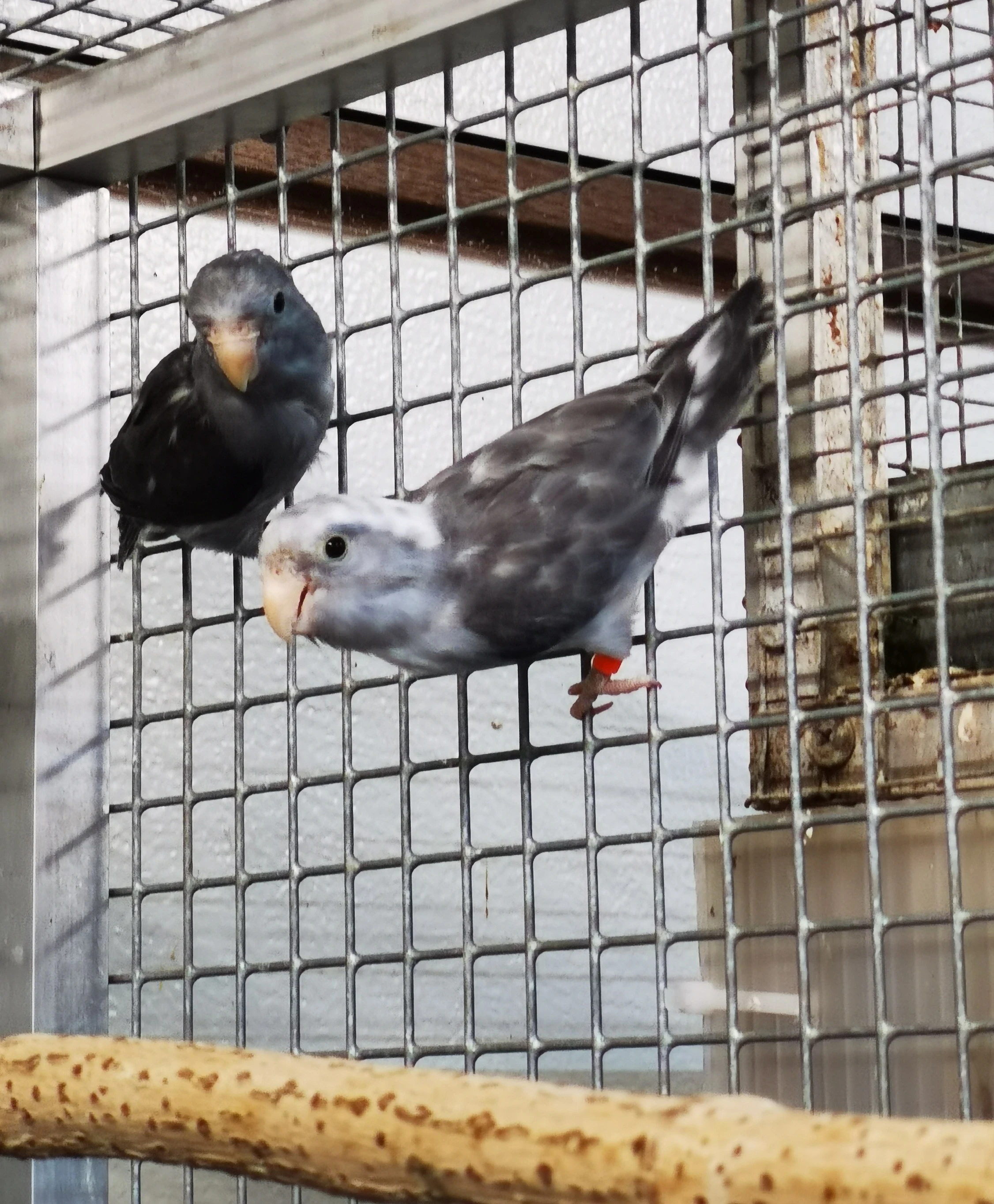 Papoušíček šedokřídlý 2025