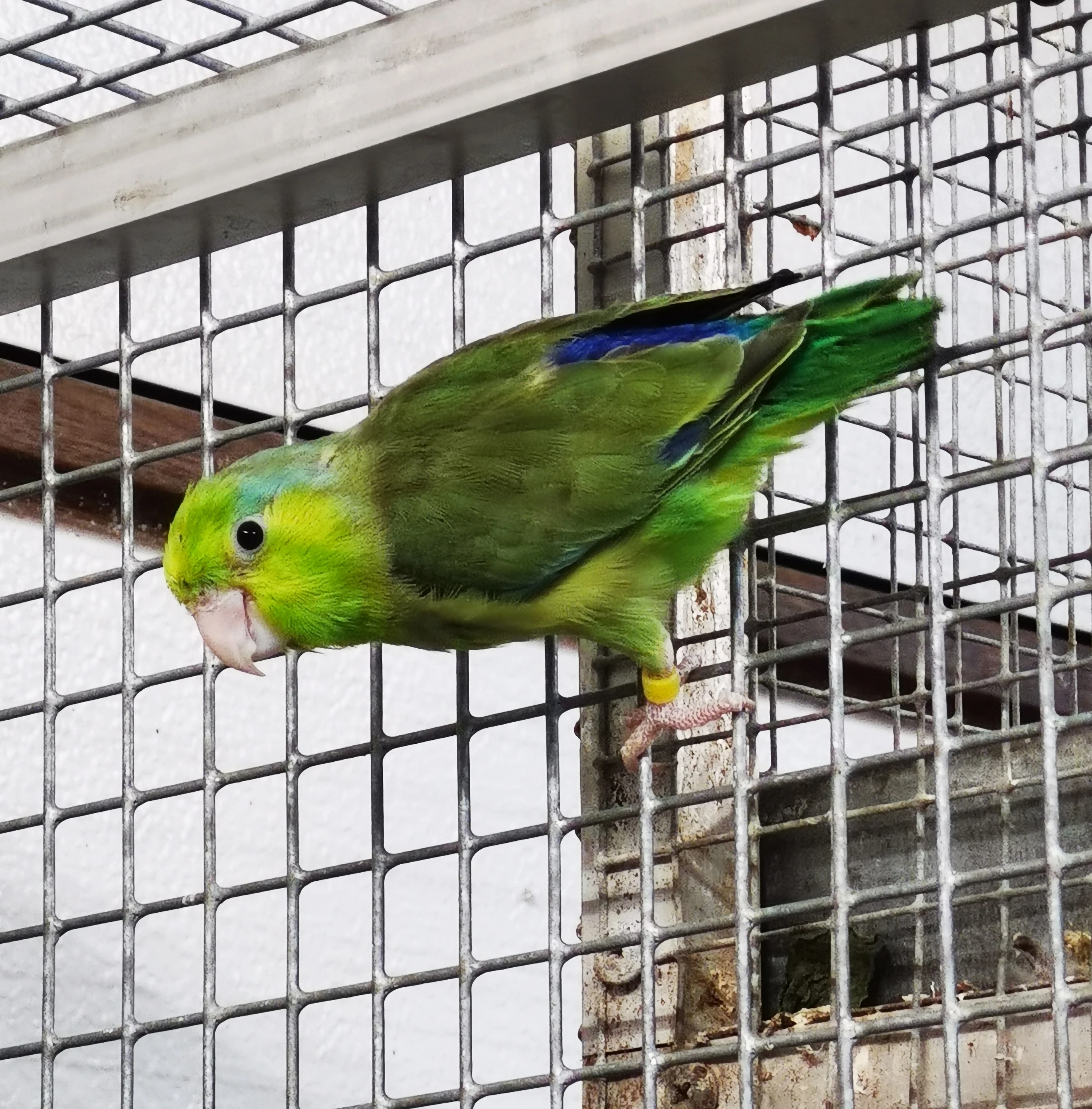 Papoušíček šedokřídlý 2025