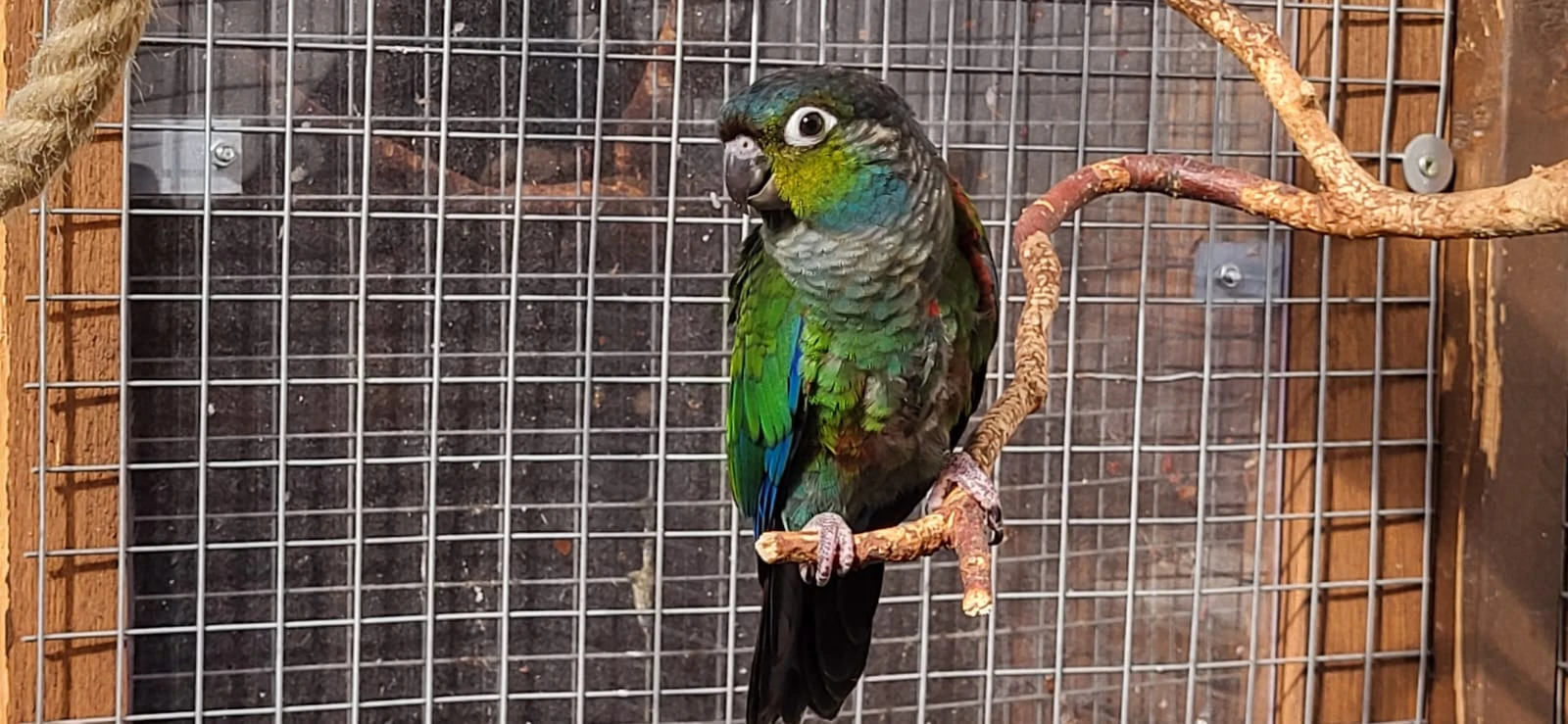 Prodám pyrura červenobřichý