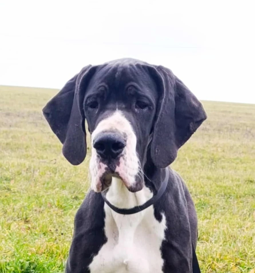 Elkádo – mladý elegán z chovatelské stanice Královská doga hledá svůj domov 