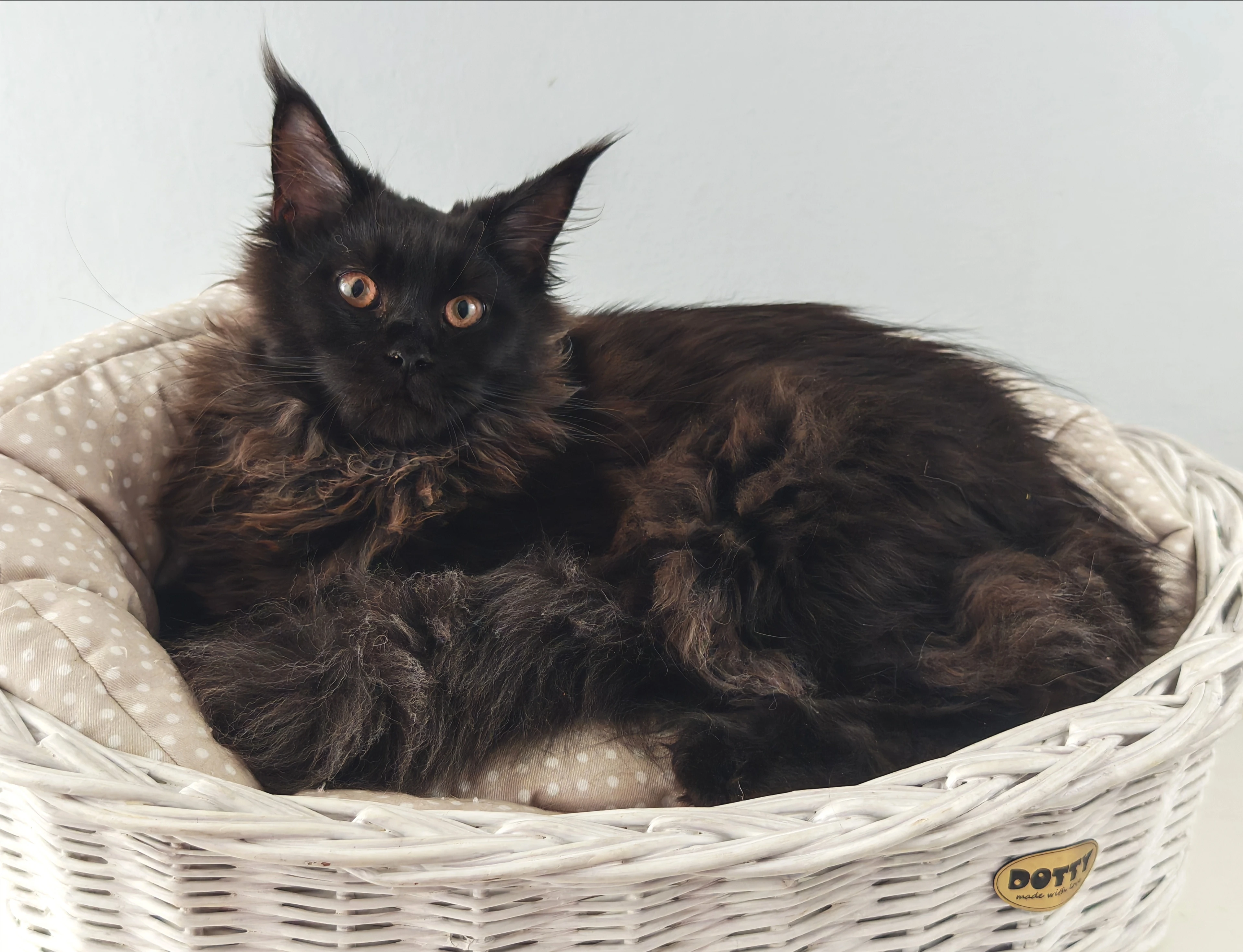 Mainská mývalí kočička s PP