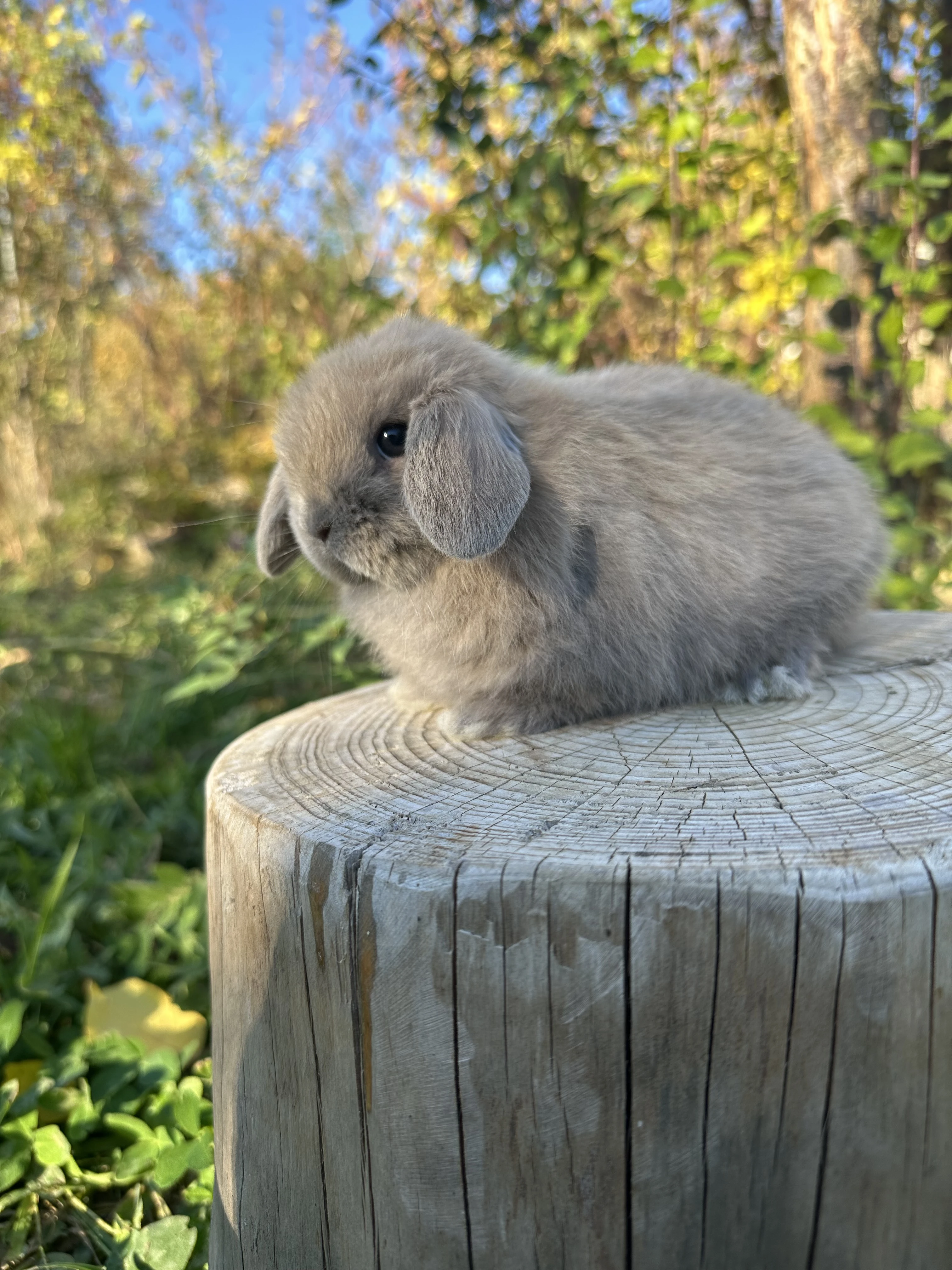 Minilop - zakrslý beránek
