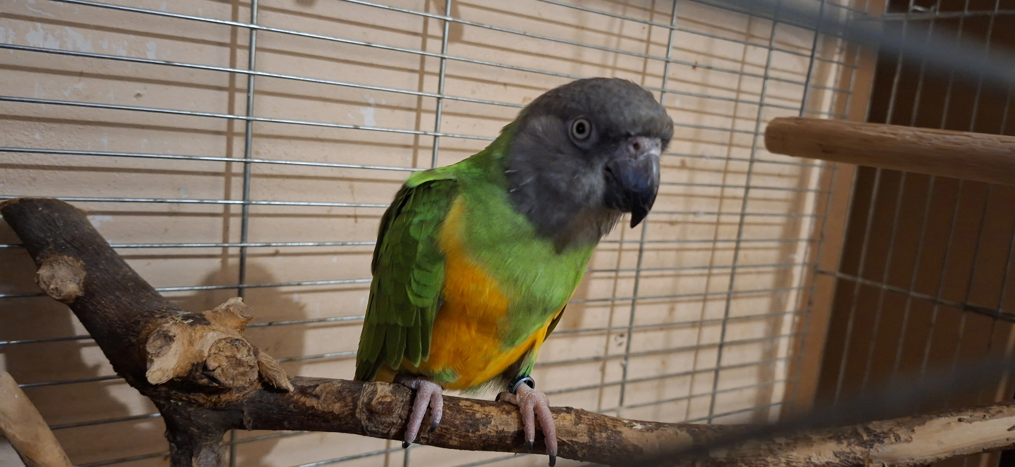 Papoušek Senegalsky