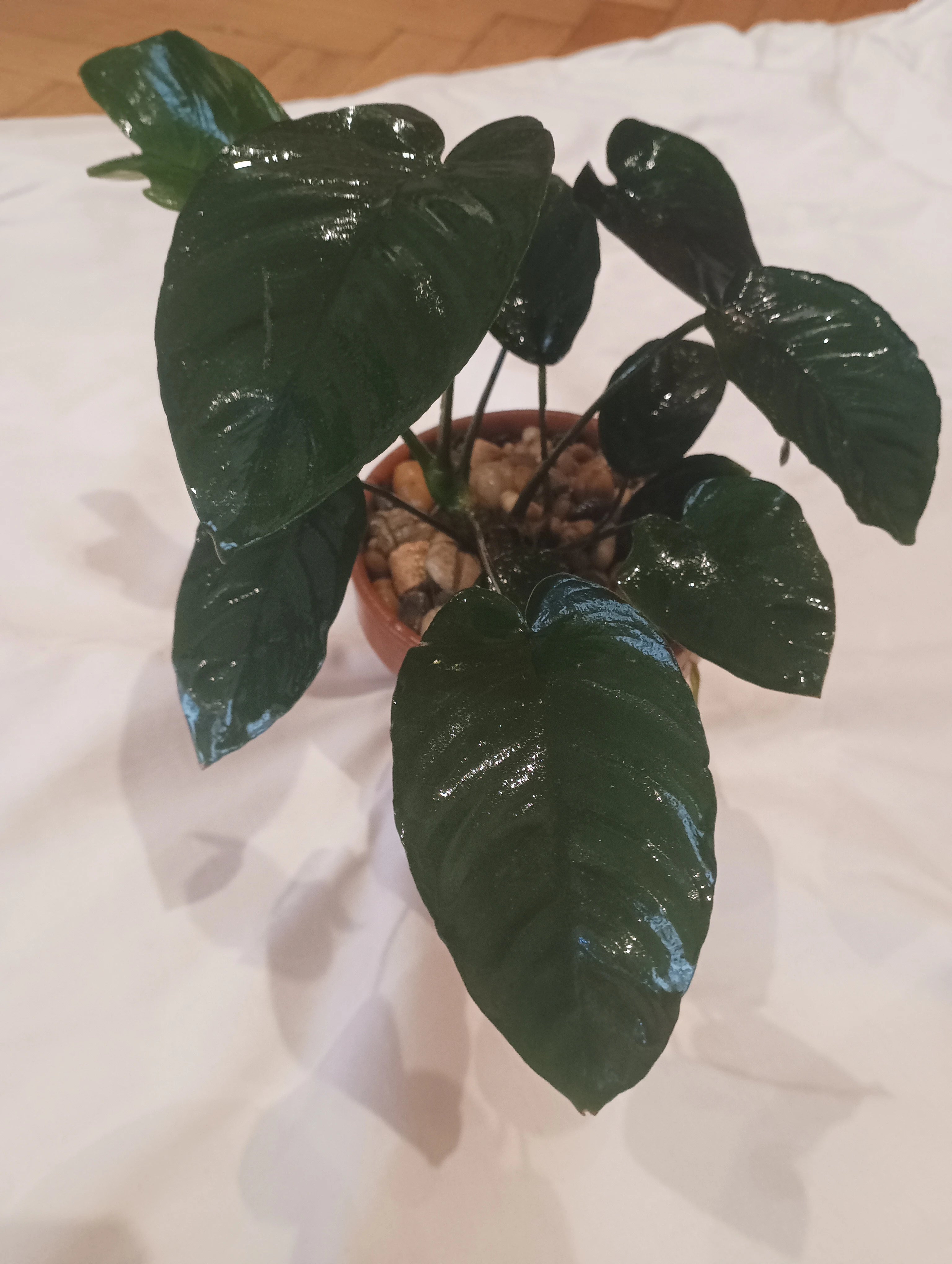 Prodám akvarijní rostliny