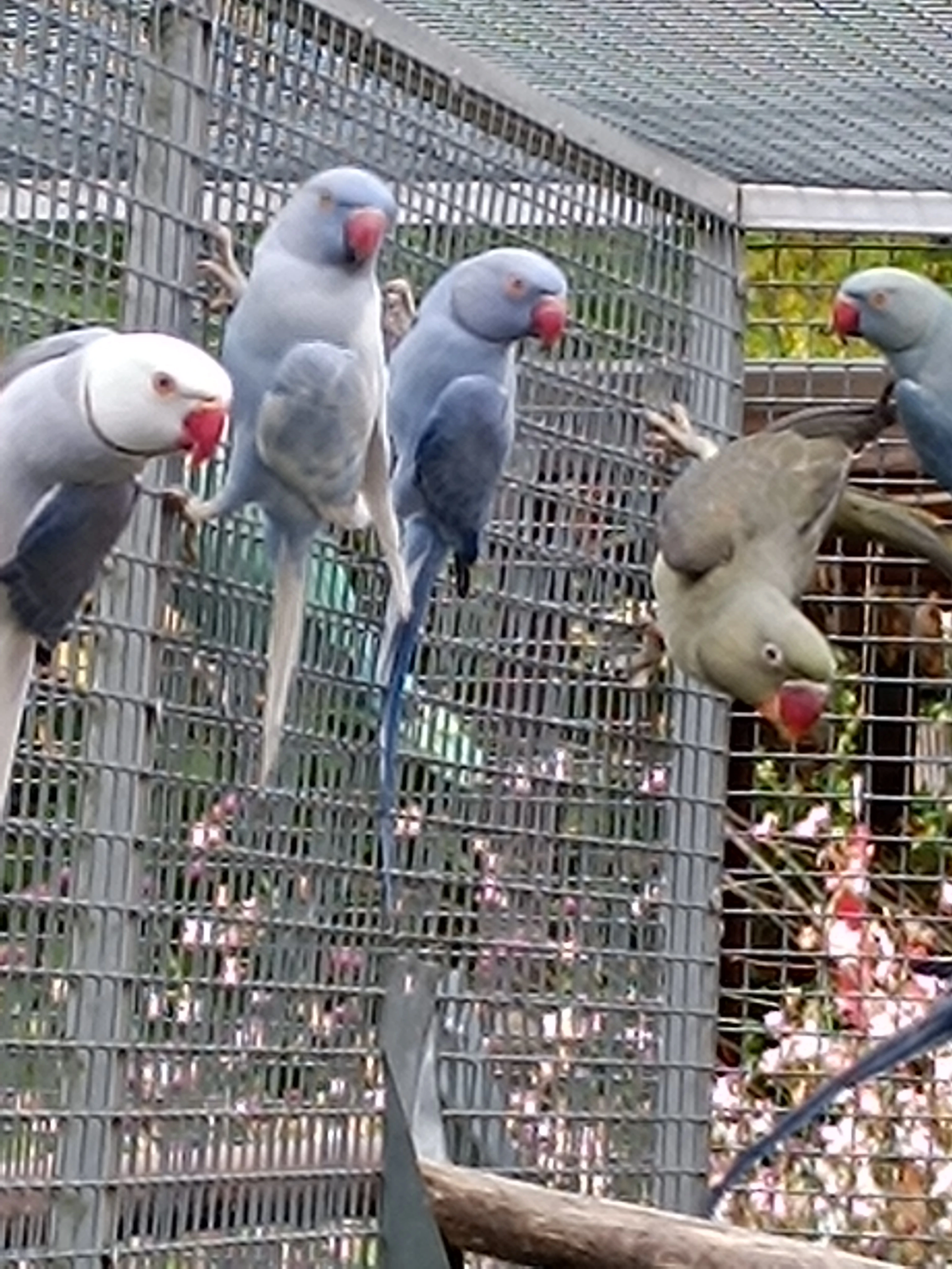 Alexandr Malý Mutace Prodej