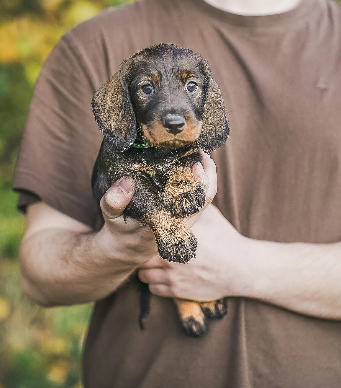 Jezevčík standard drsnosrstý s PP