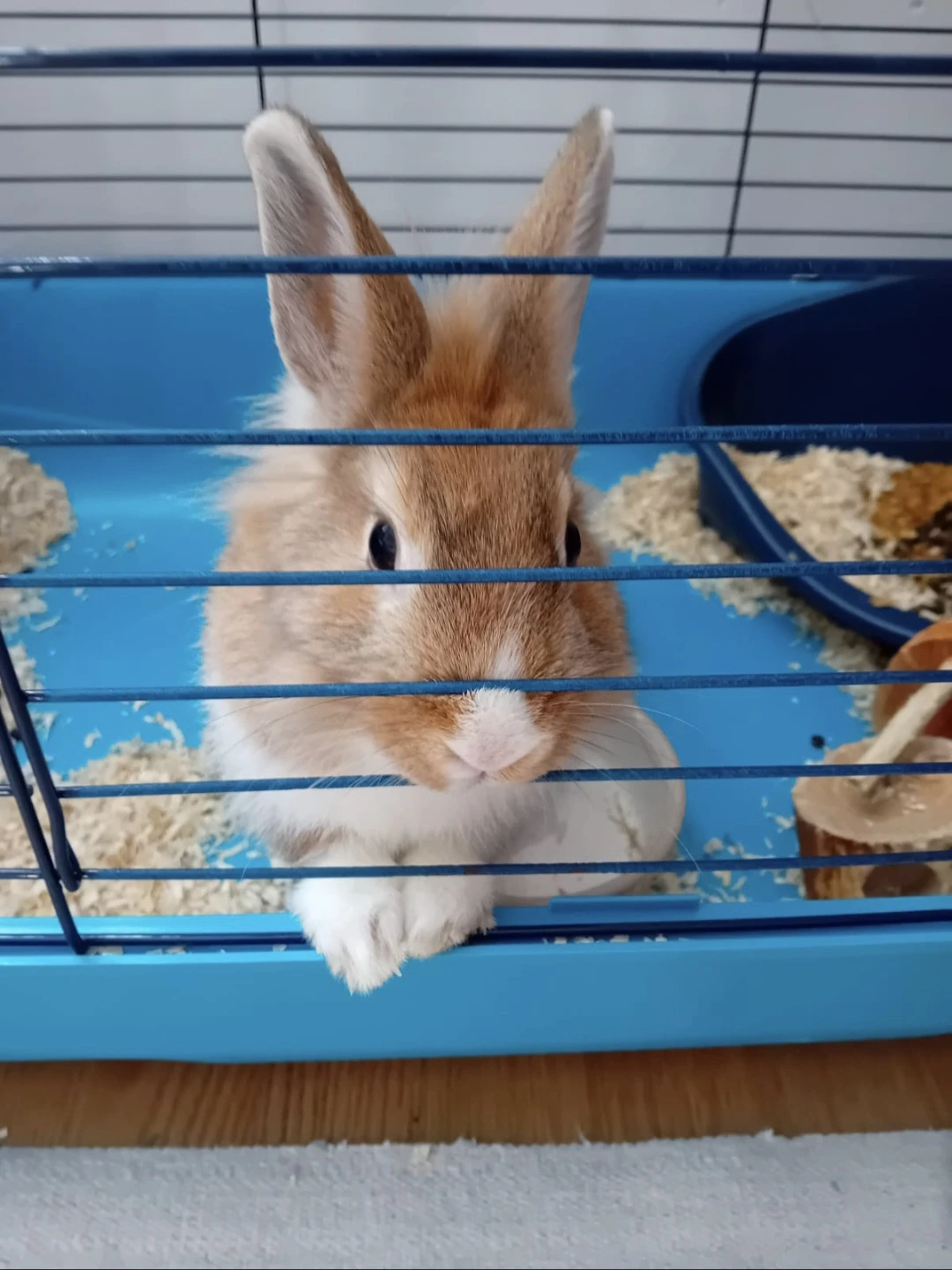 Prodám zakrslou králičici s vybavením - vhodná spíše pro zkušenější chovatele