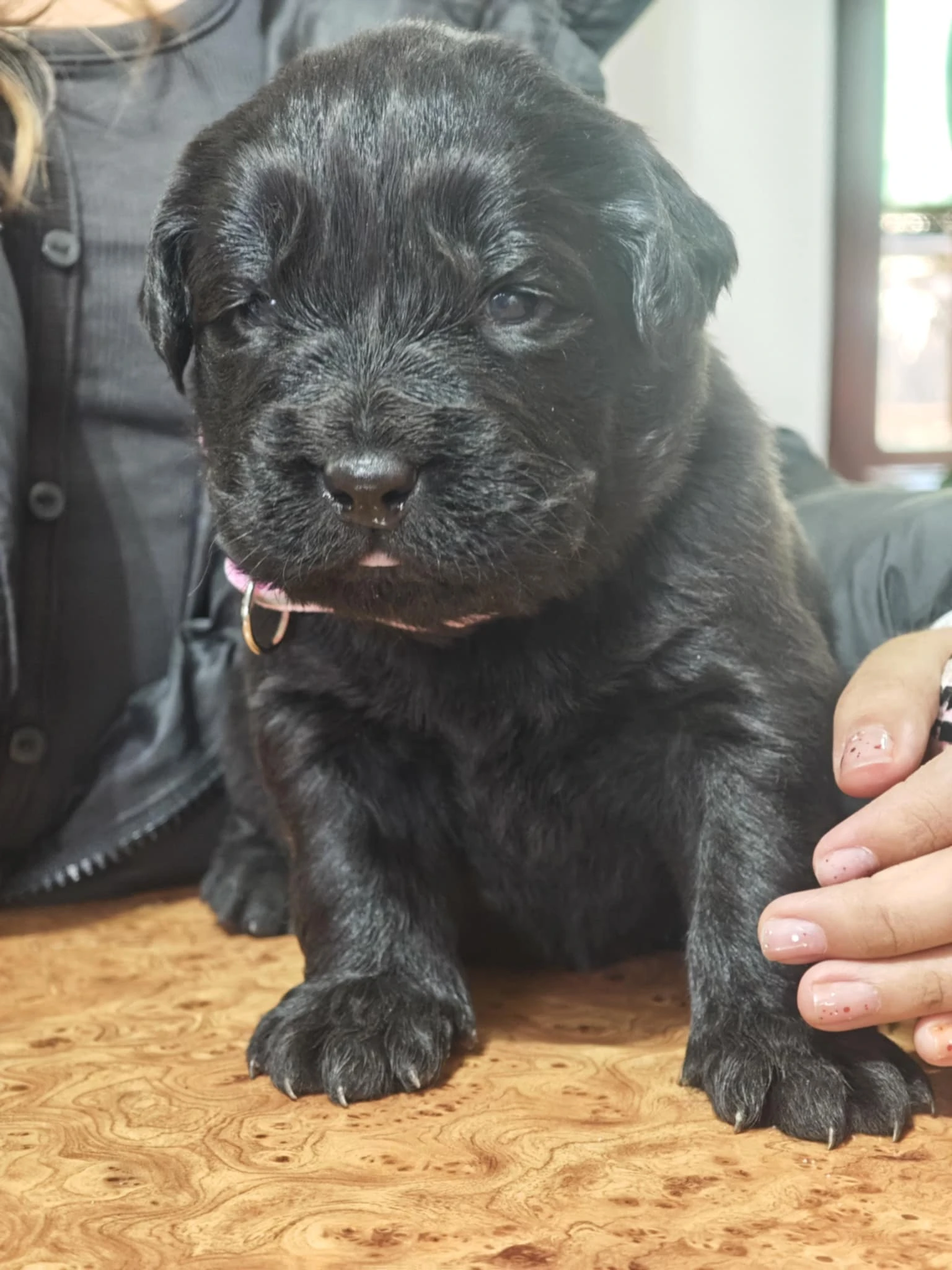 Newfoundland - Novofundlandský