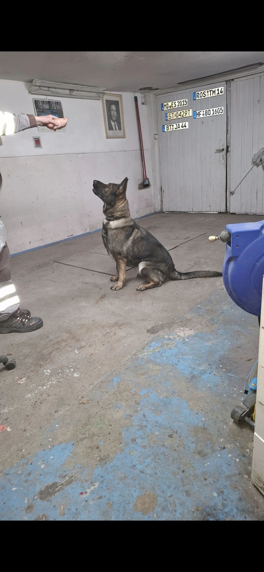 Daruji německého vlčáka