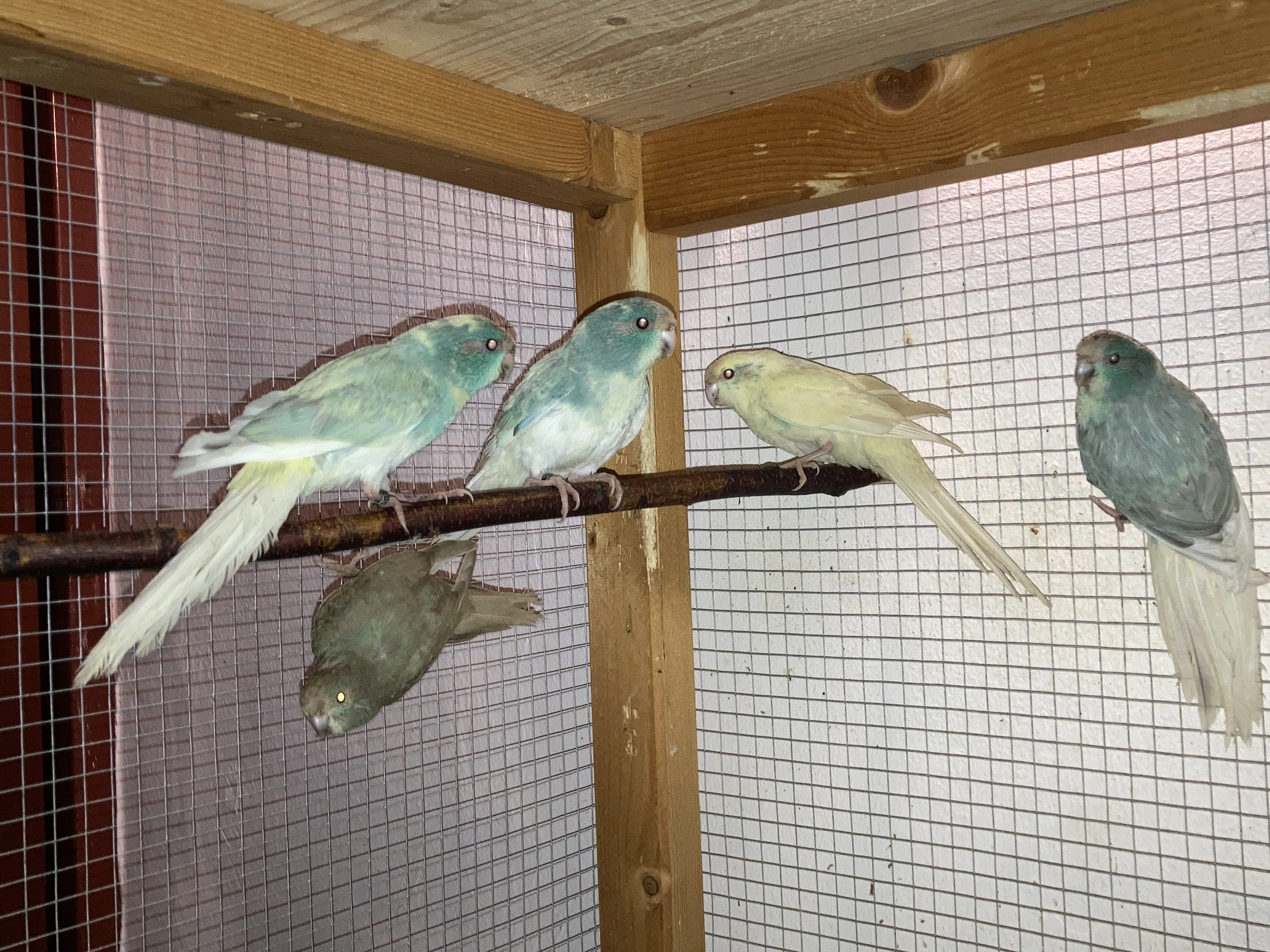 Kakariki červenočelý