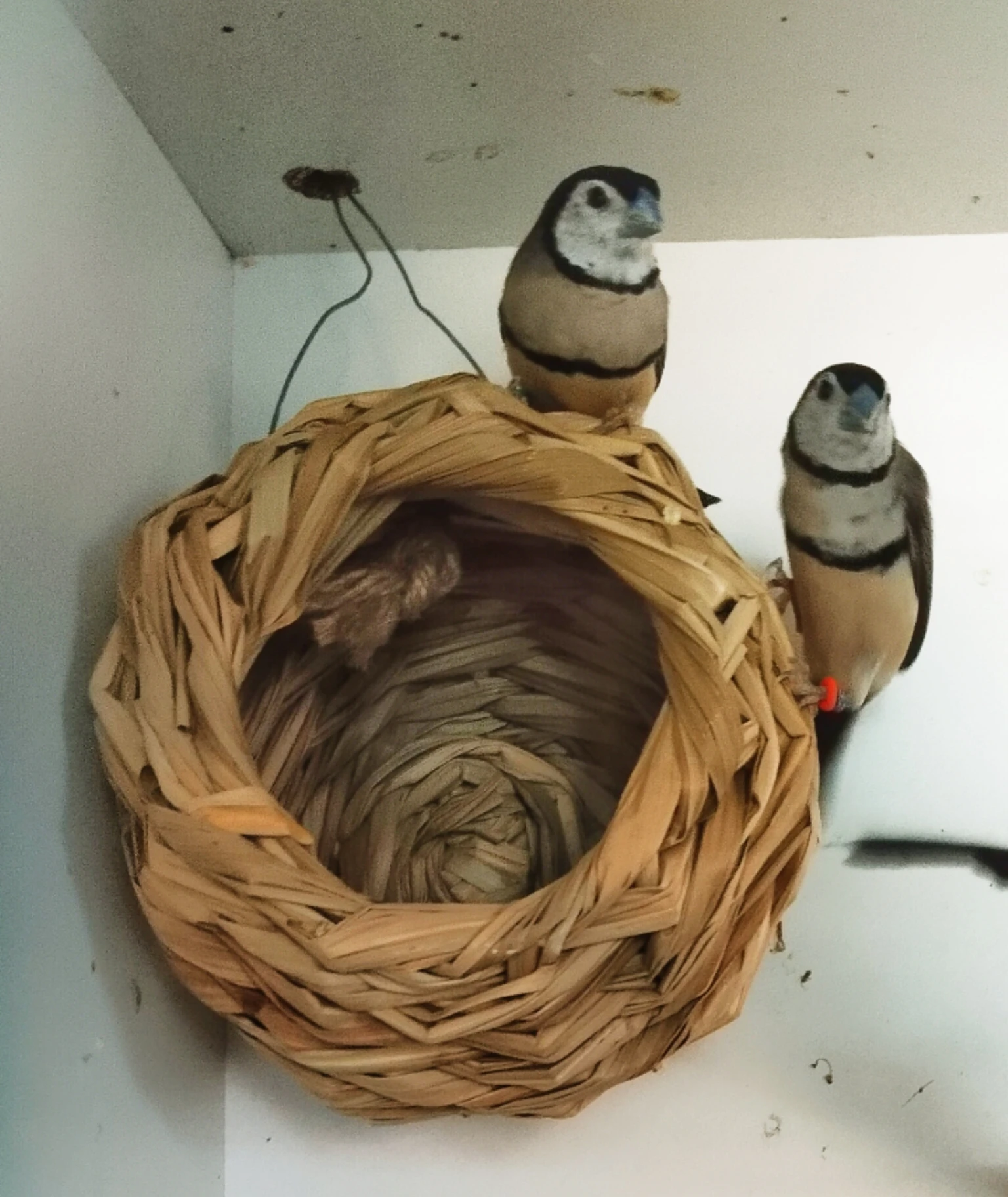 Samičku Astrilda bělolícího