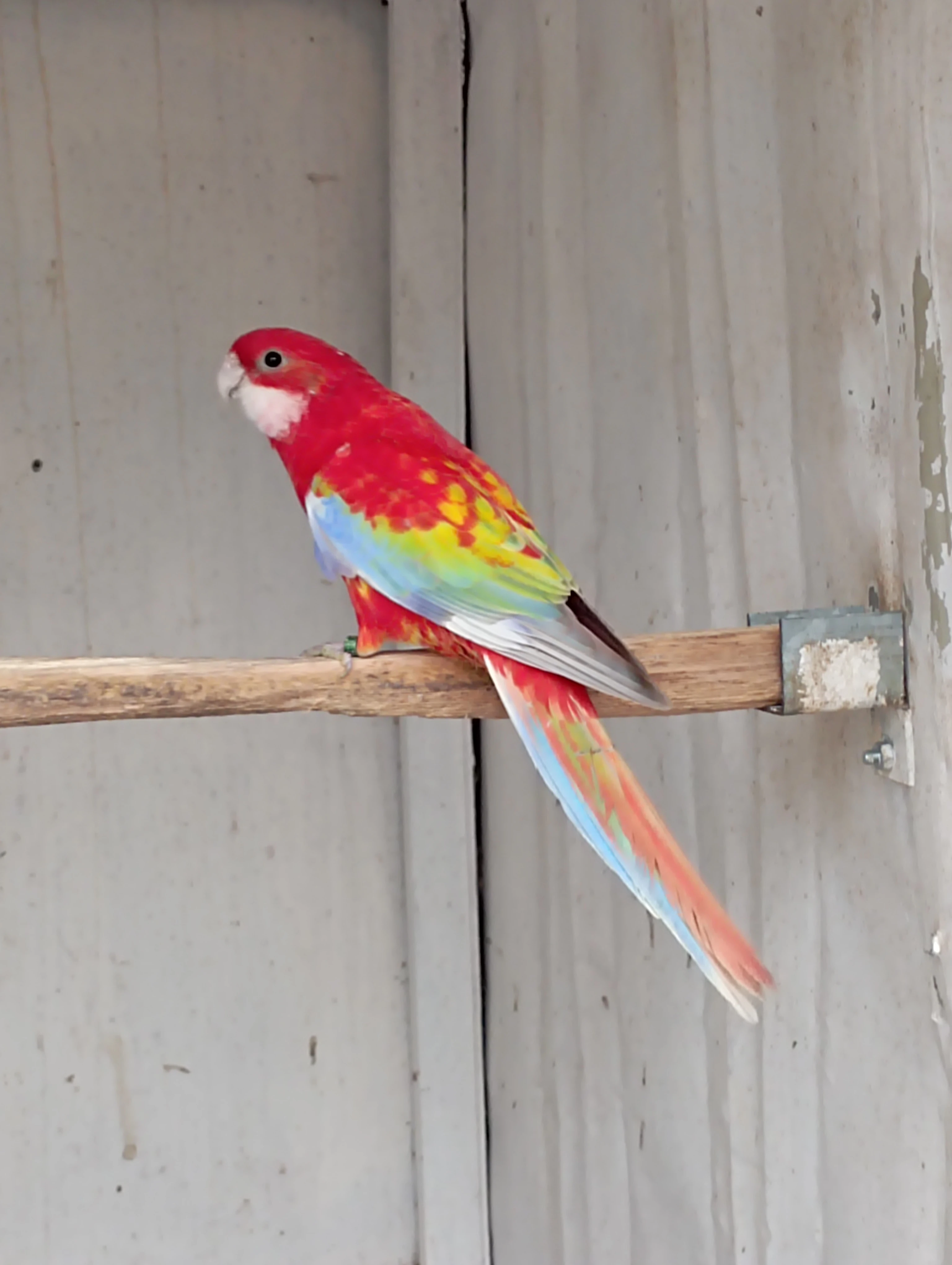 Rosela pestrá gold gold opalín