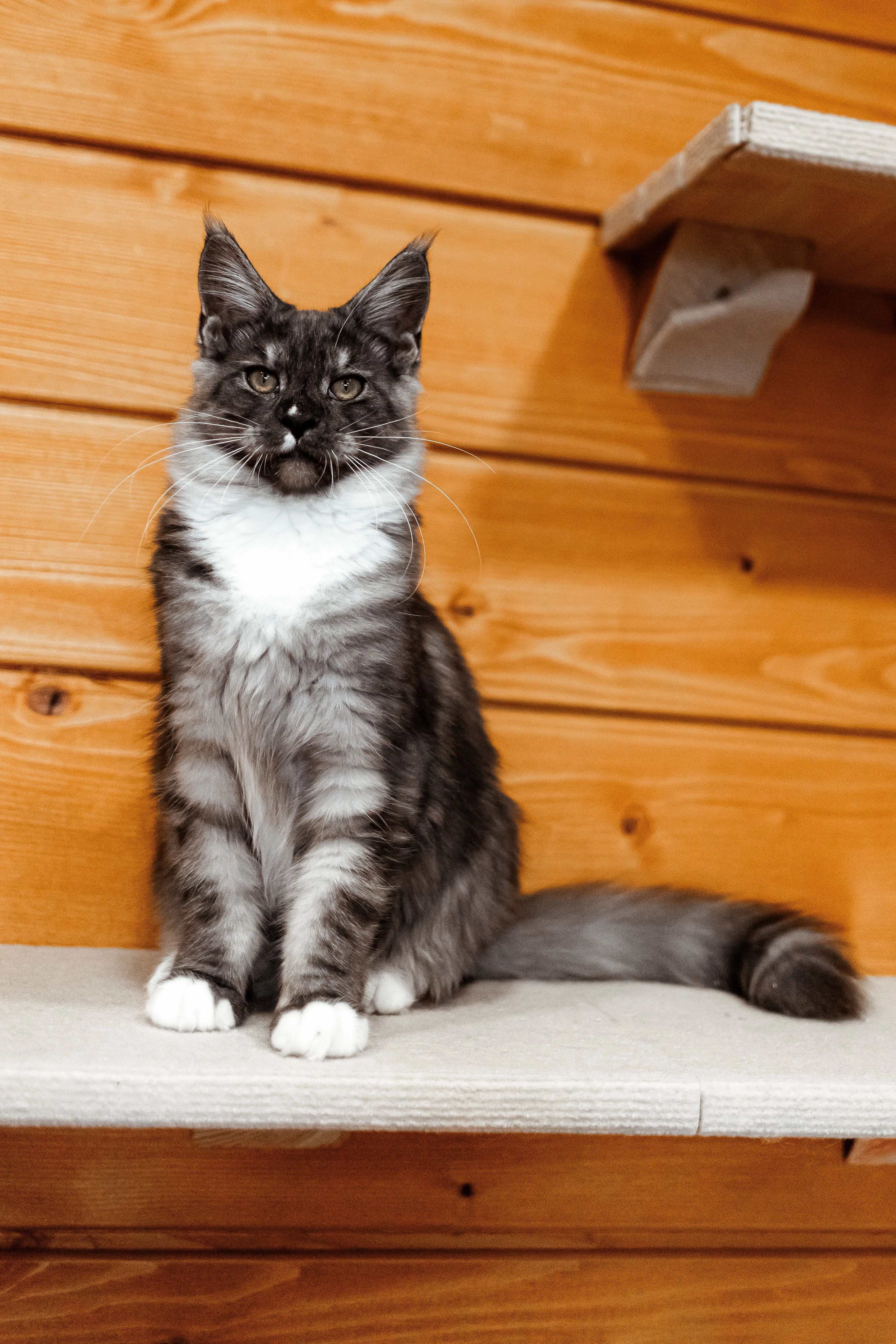 Theia Magic Ranch,CZ