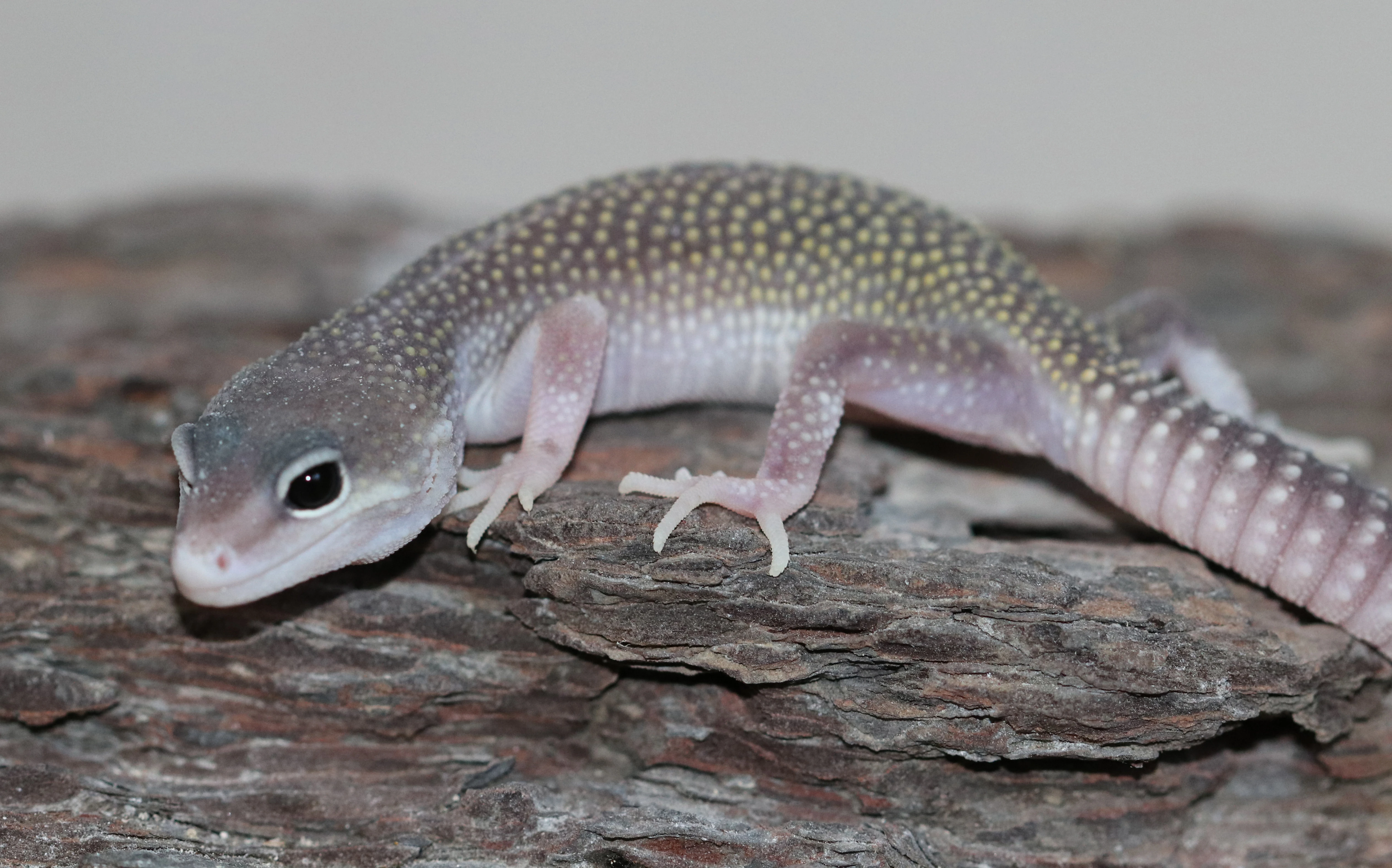 Gekončík noční - letoění mláďata