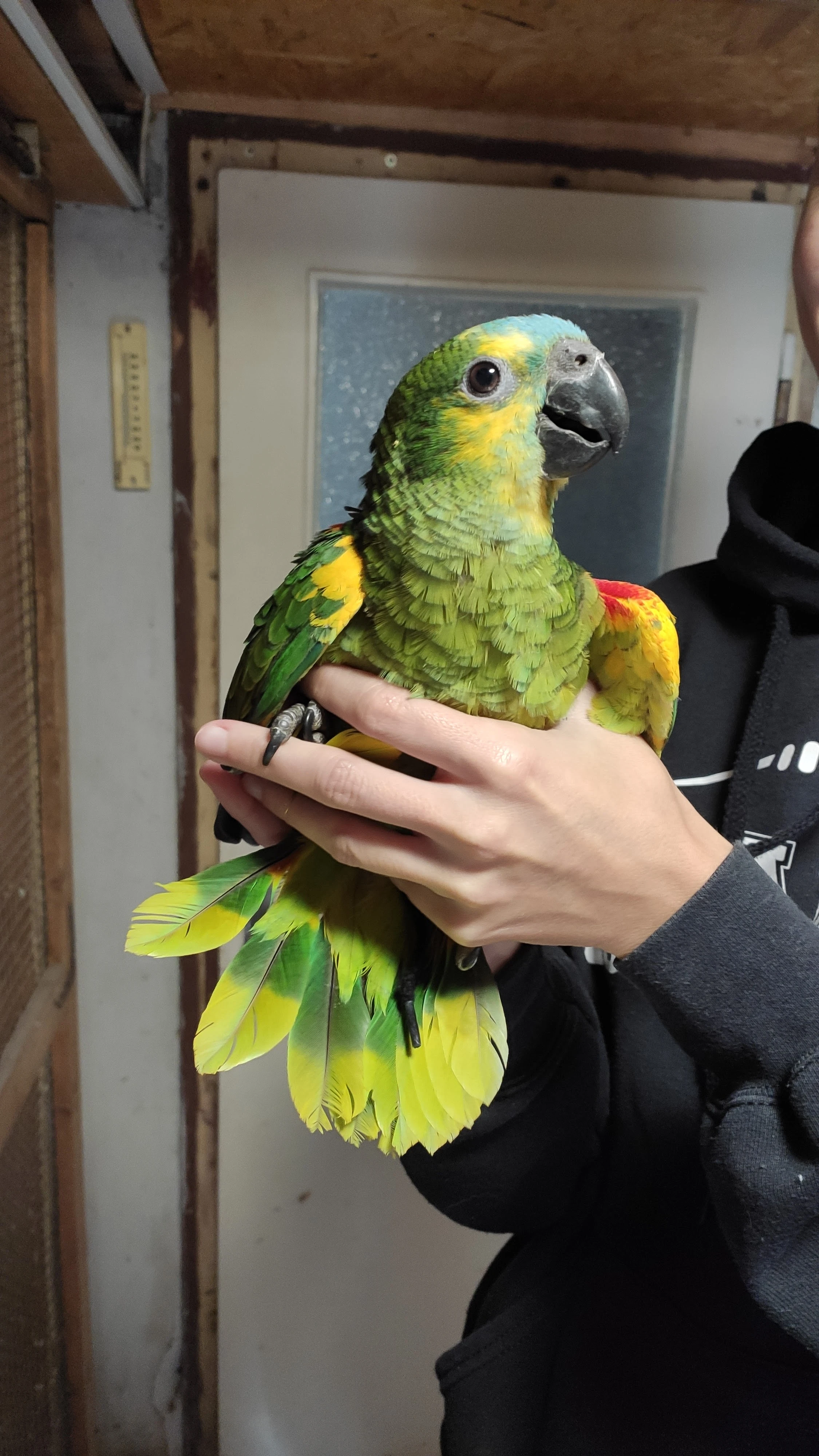 Amazoňan modročelý - ručně dokrmené