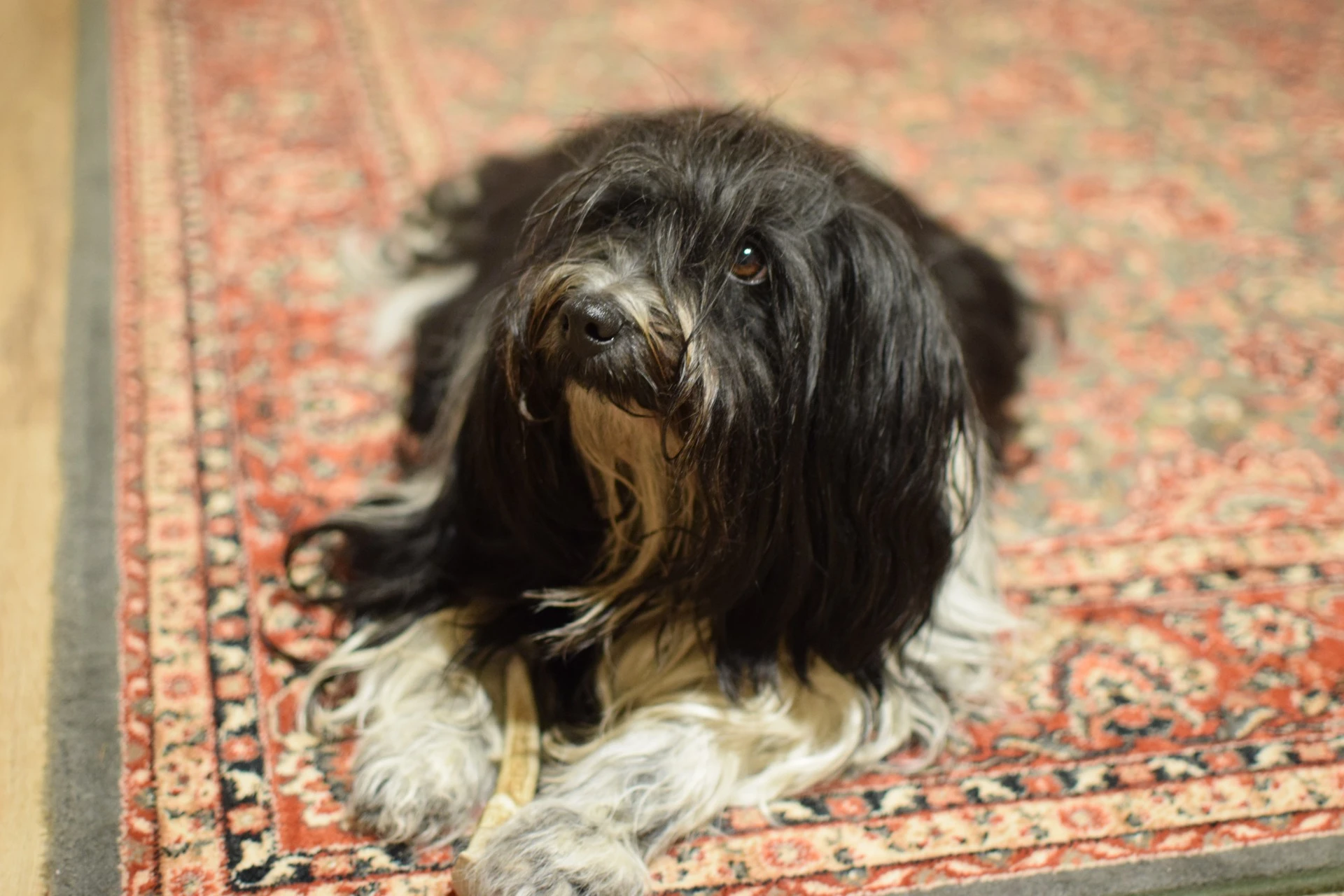 Štěňátka Tibetského teriéra