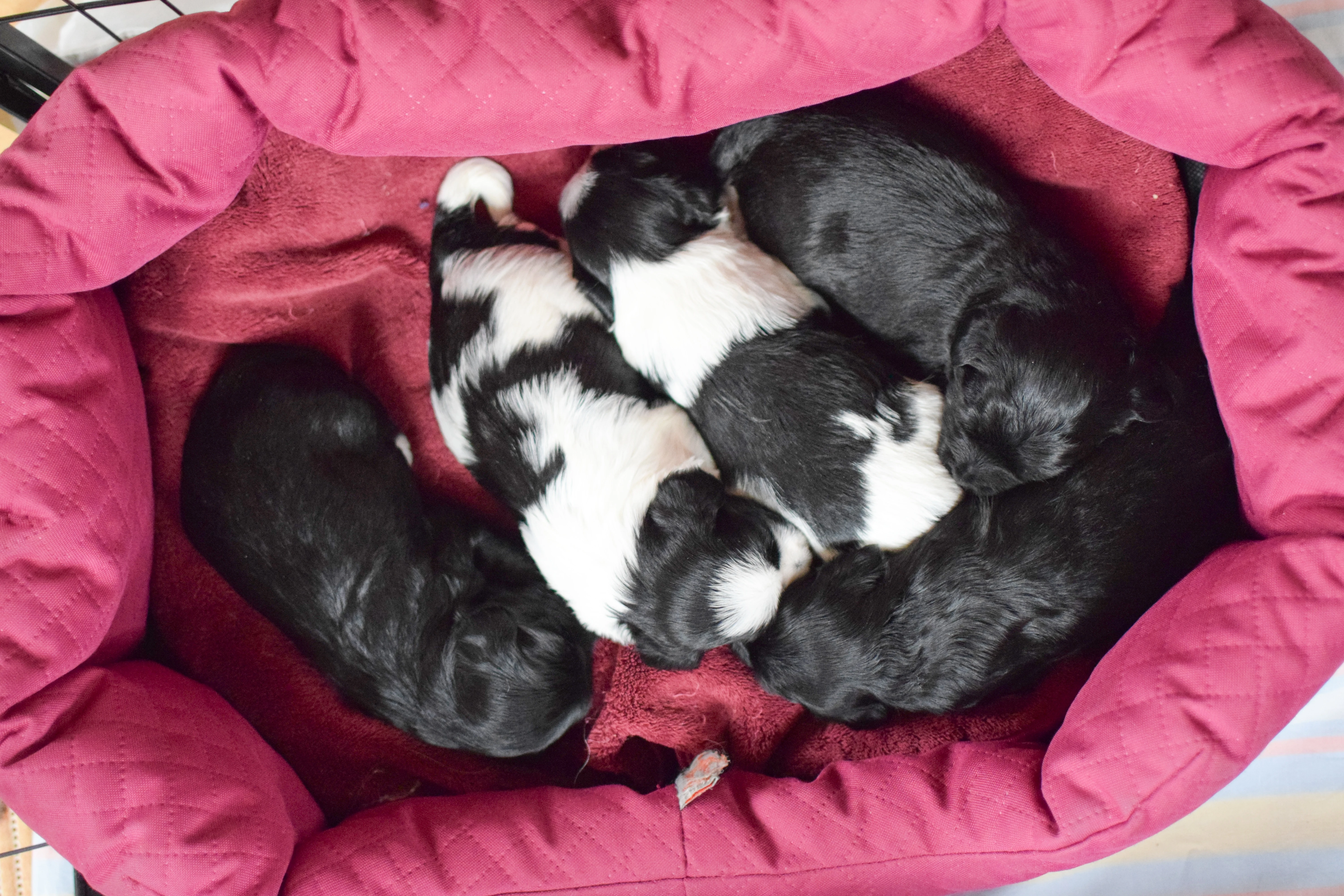 Štěňátka Tibetského teriéra