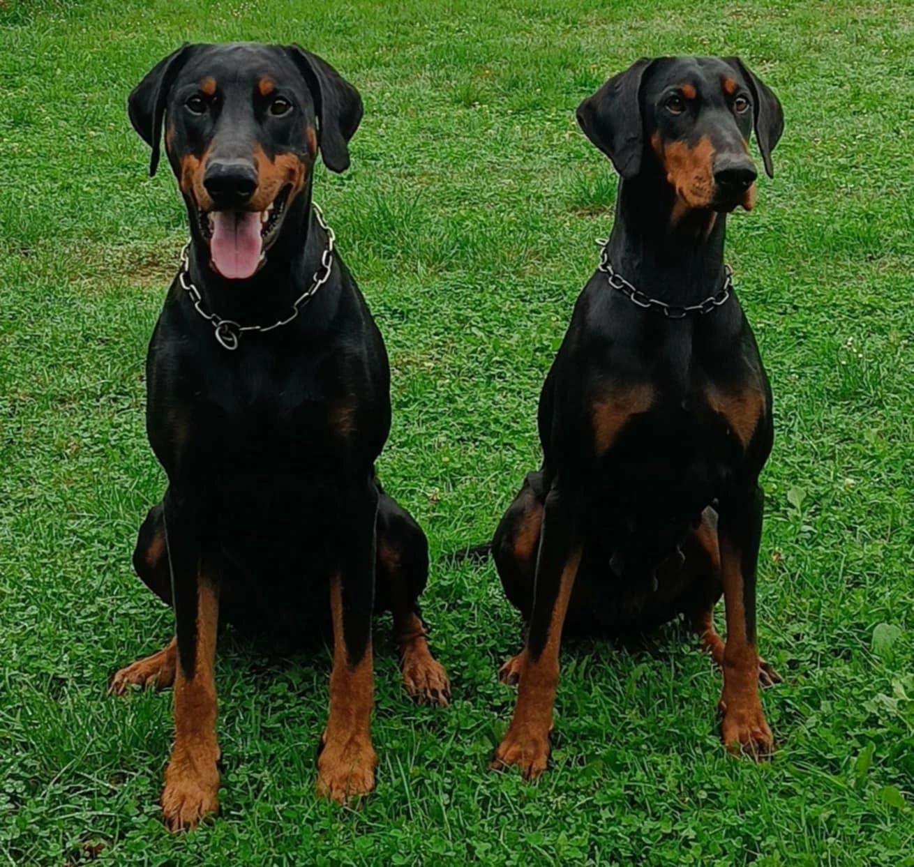 Dobrman -štěňata s PP, možnost rezervace