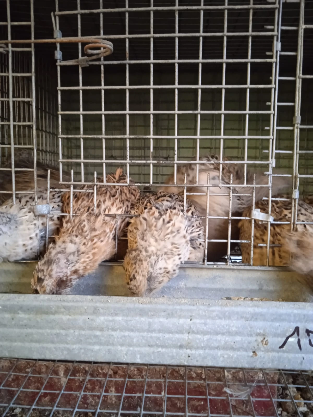 Prodám křepelky japonské