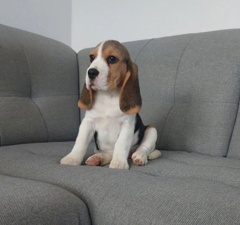 Bígl štěňátka s PP