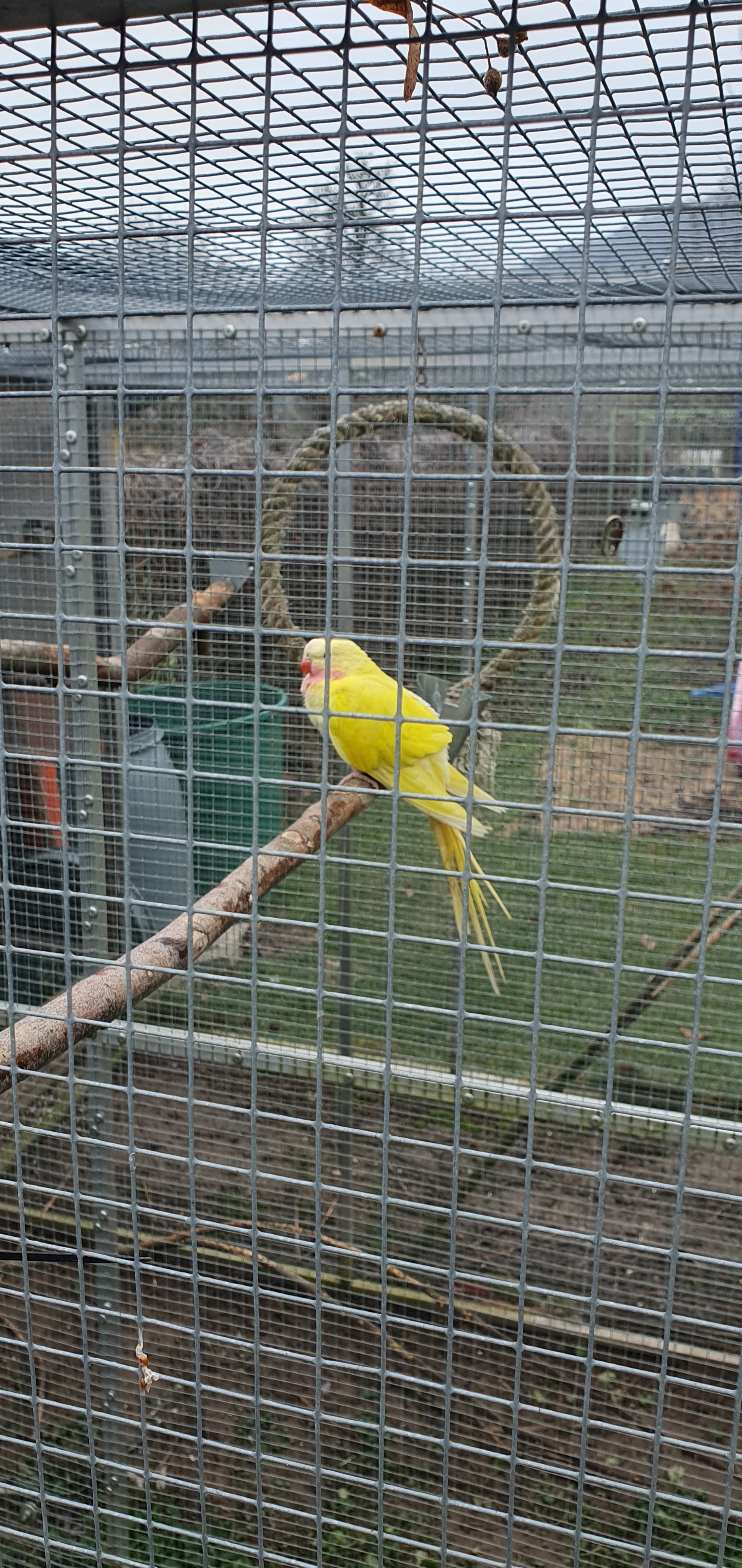 Papoušek alexandrin lutino