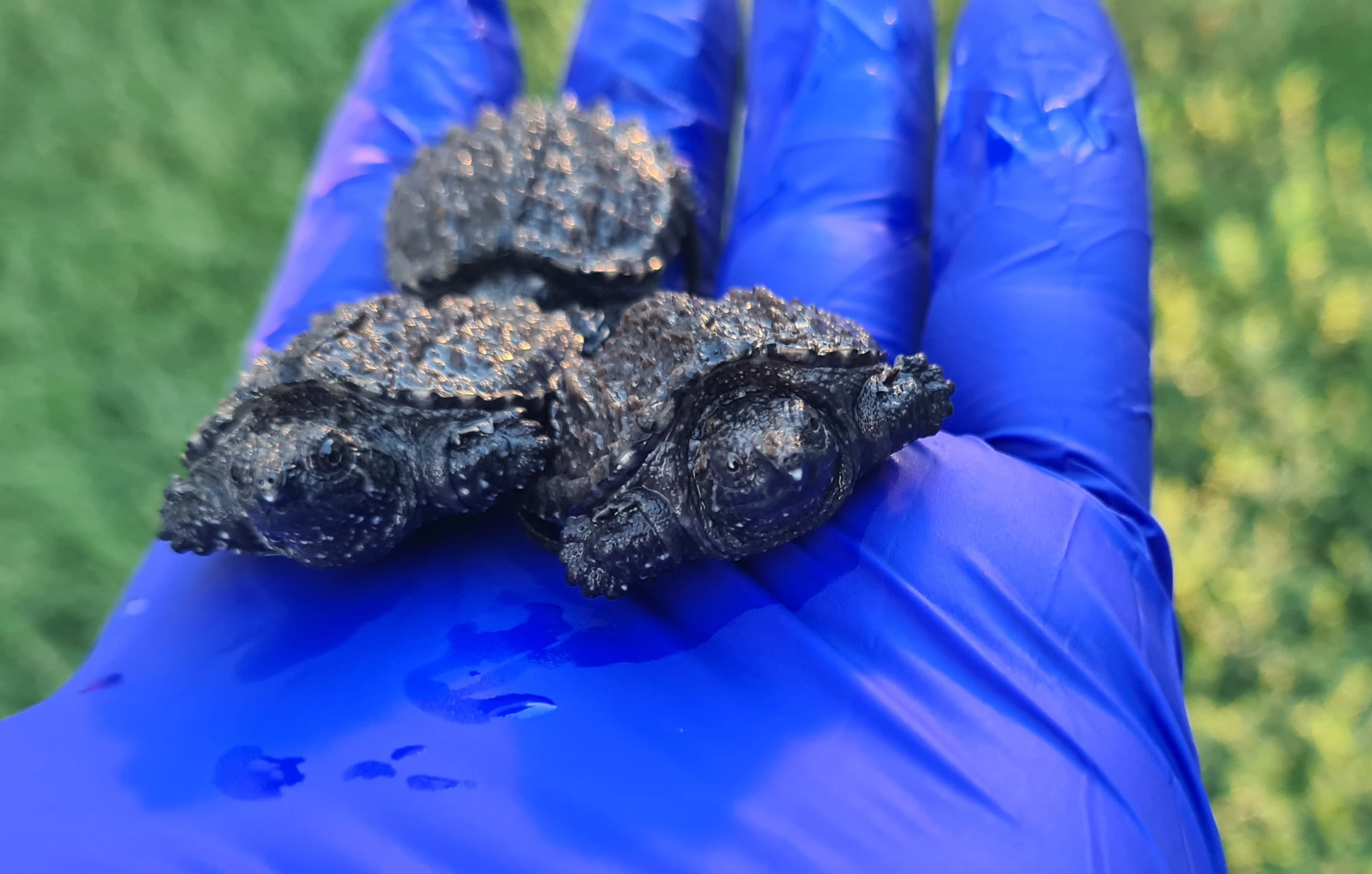 Kajmanka dravá - Chelydra serpentina