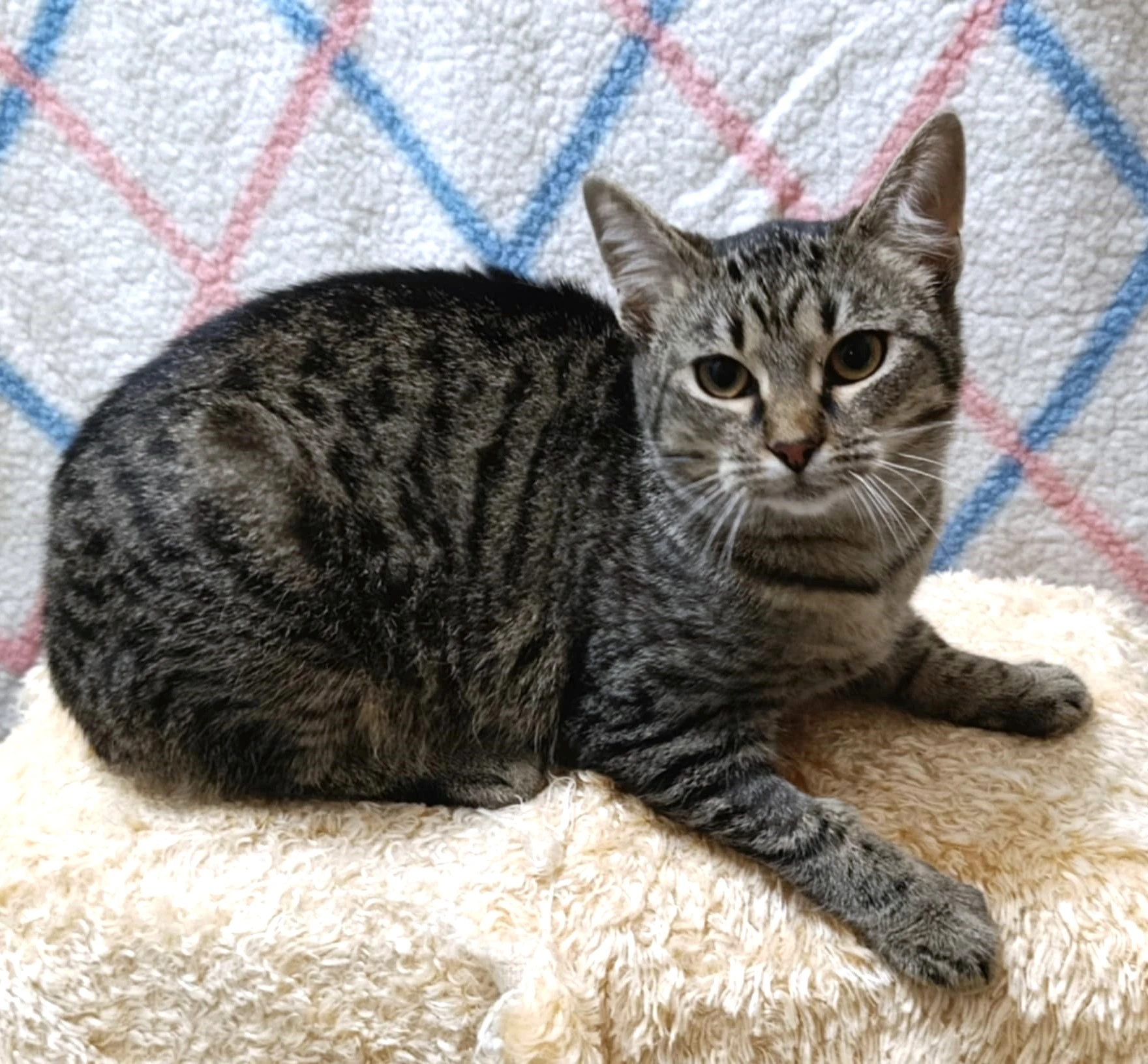 Kočička Rola hledá nový domov