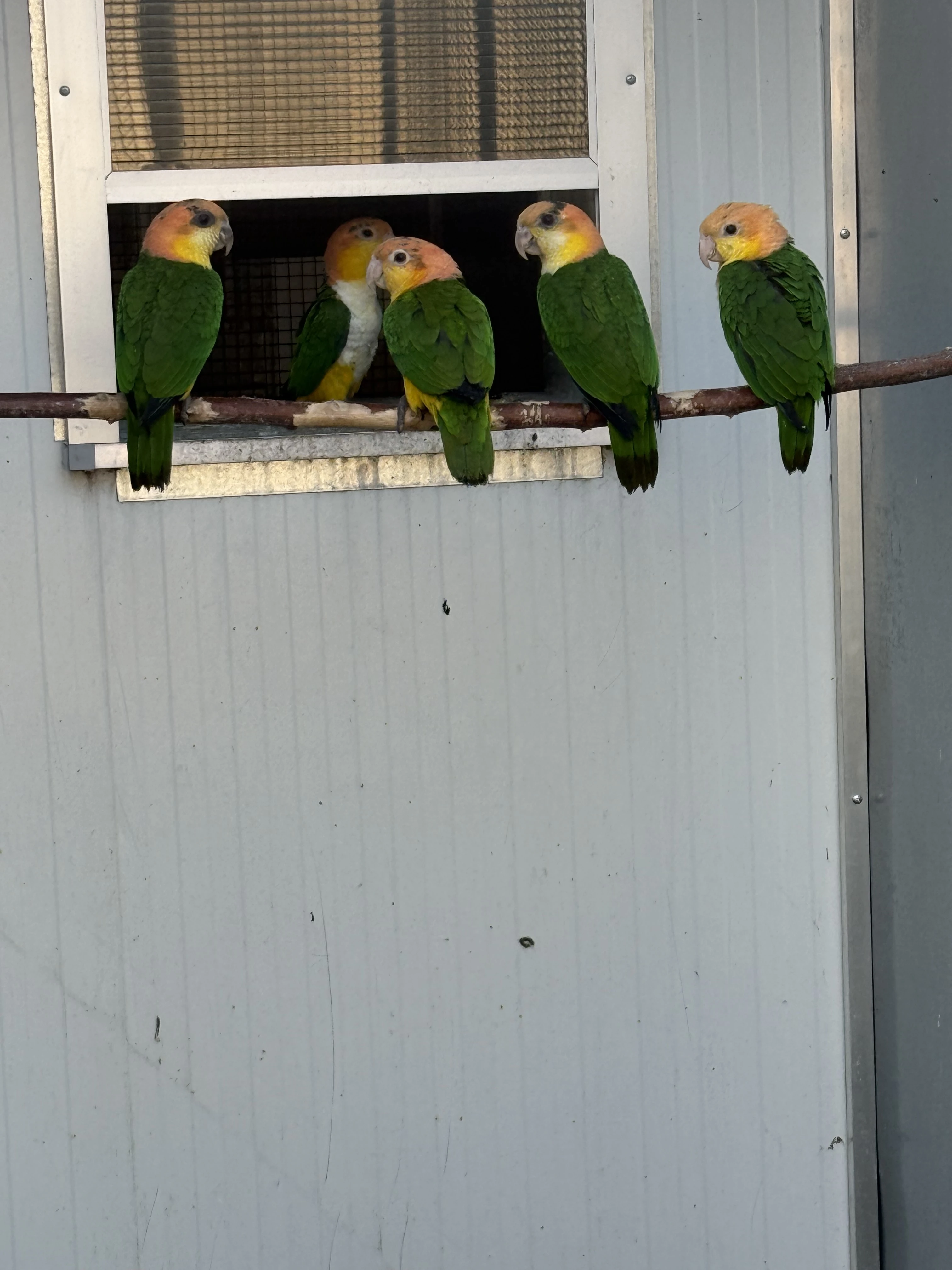 Prodám  Amazónek bělobřichý