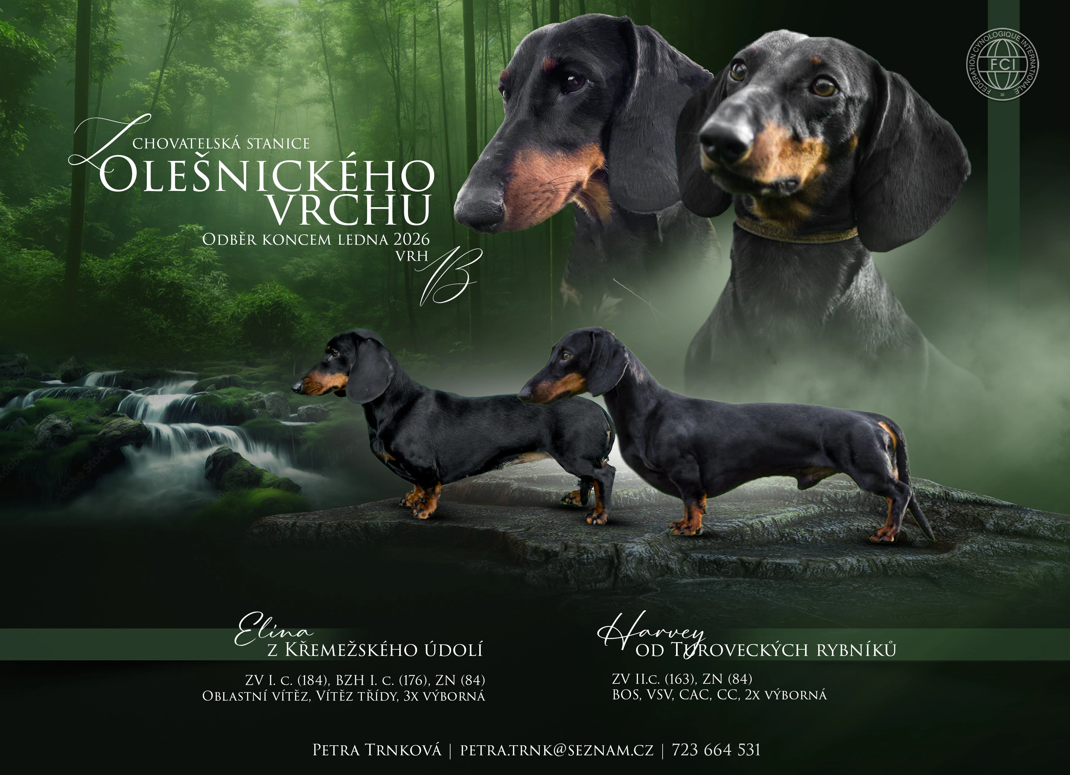 Jezevčík hladkosrstý standard s PP