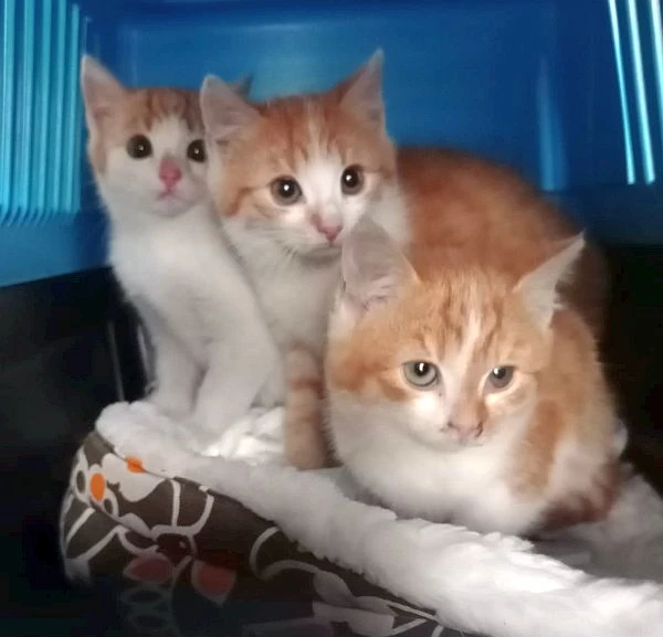 Kočičky hledají domovy.