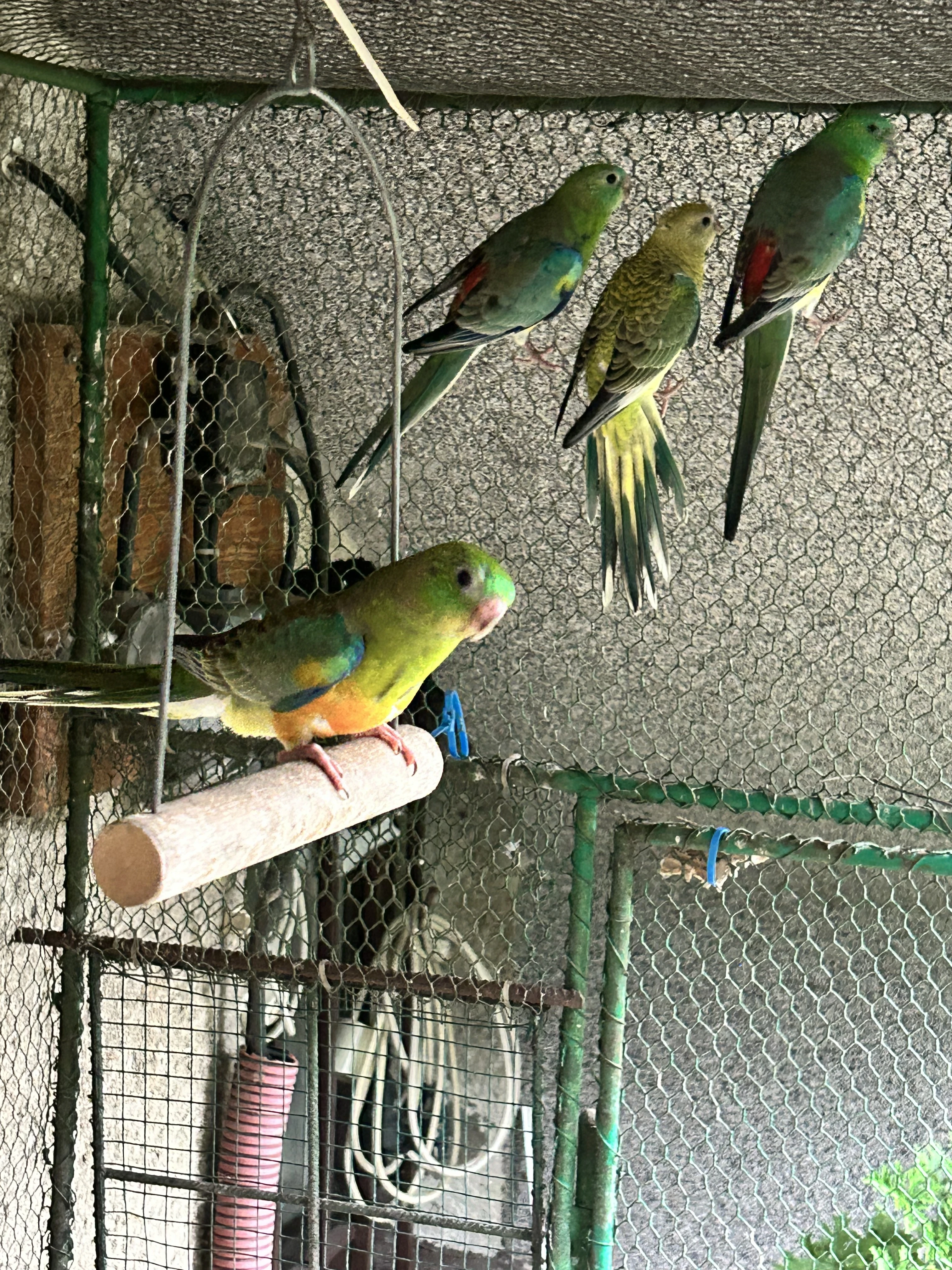 Prodám letošní mláďata