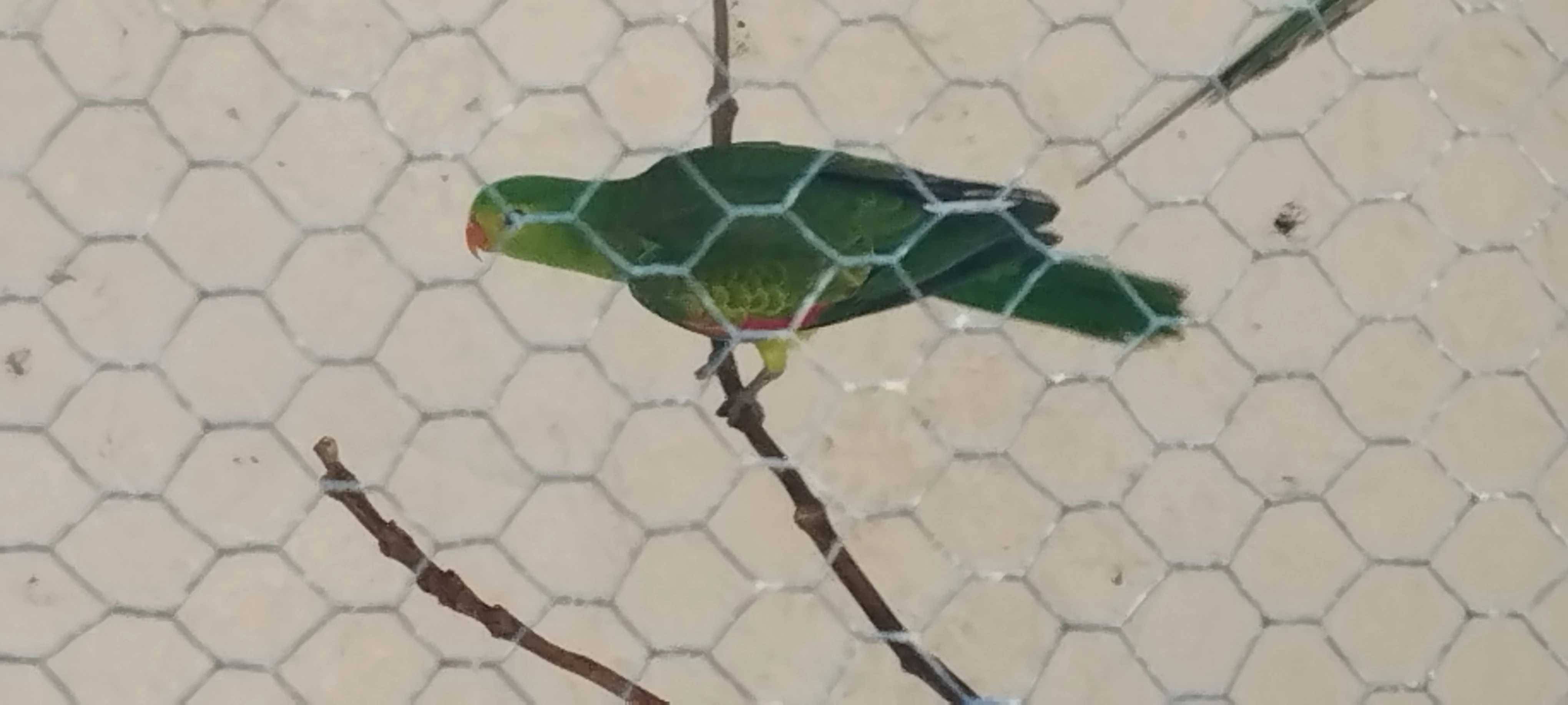 Červenokřídlý 1.0 2024