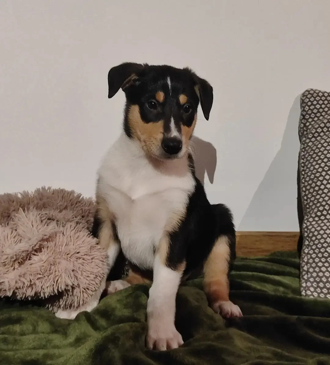 Štěňátka krátkosrsté kolie