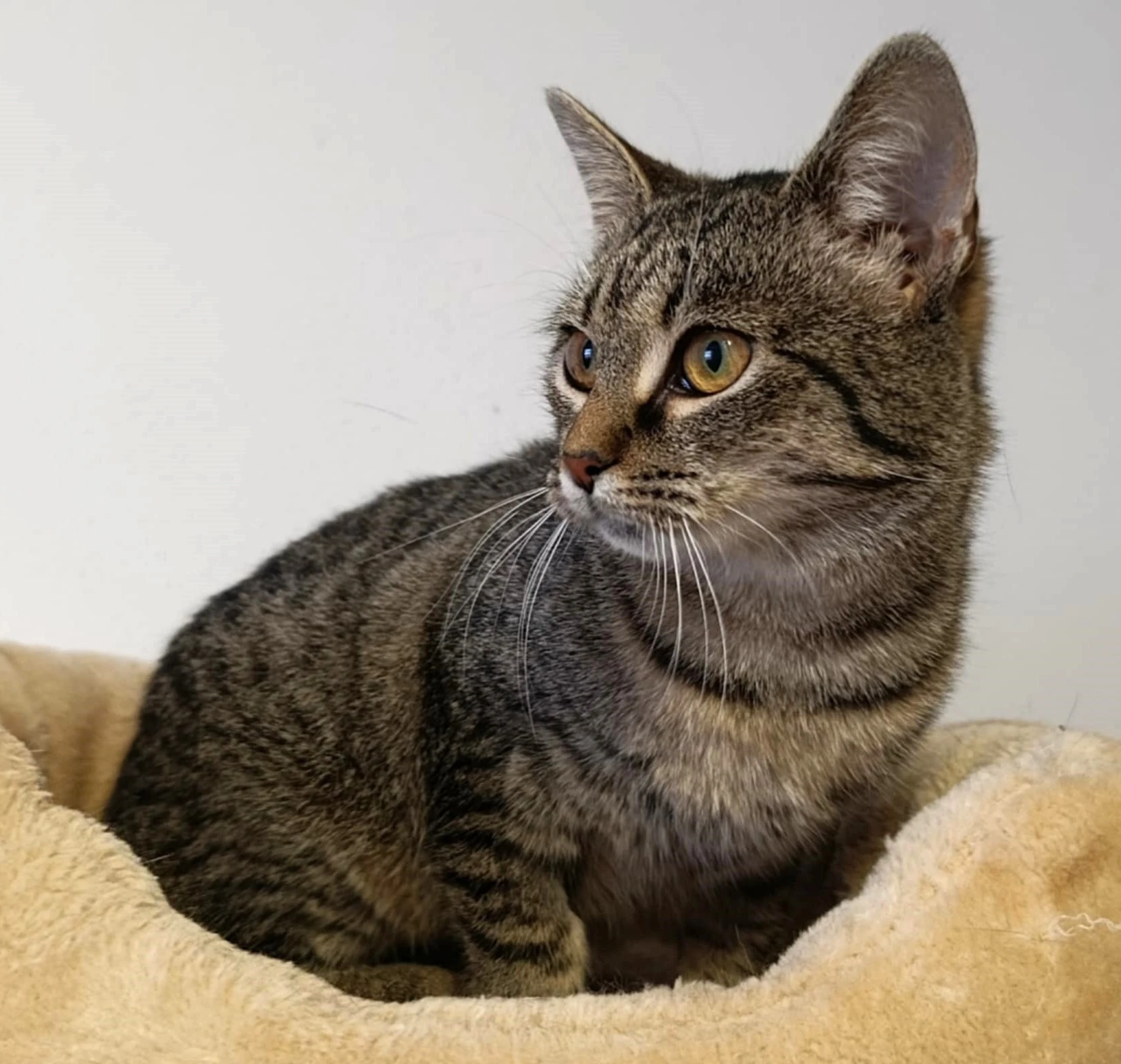 Kočička Rola hledá nový domov