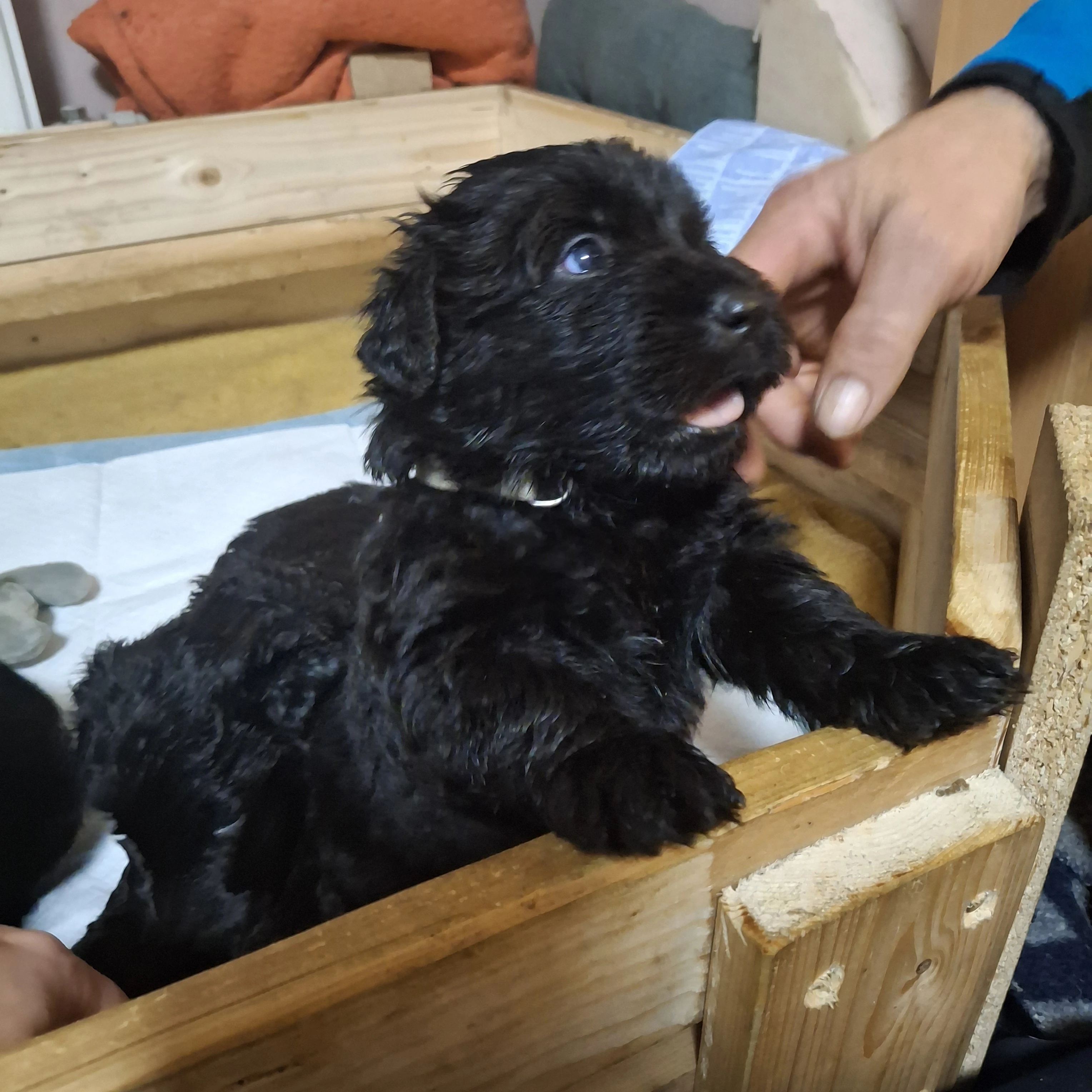 Štěňata Flanderský bouvier