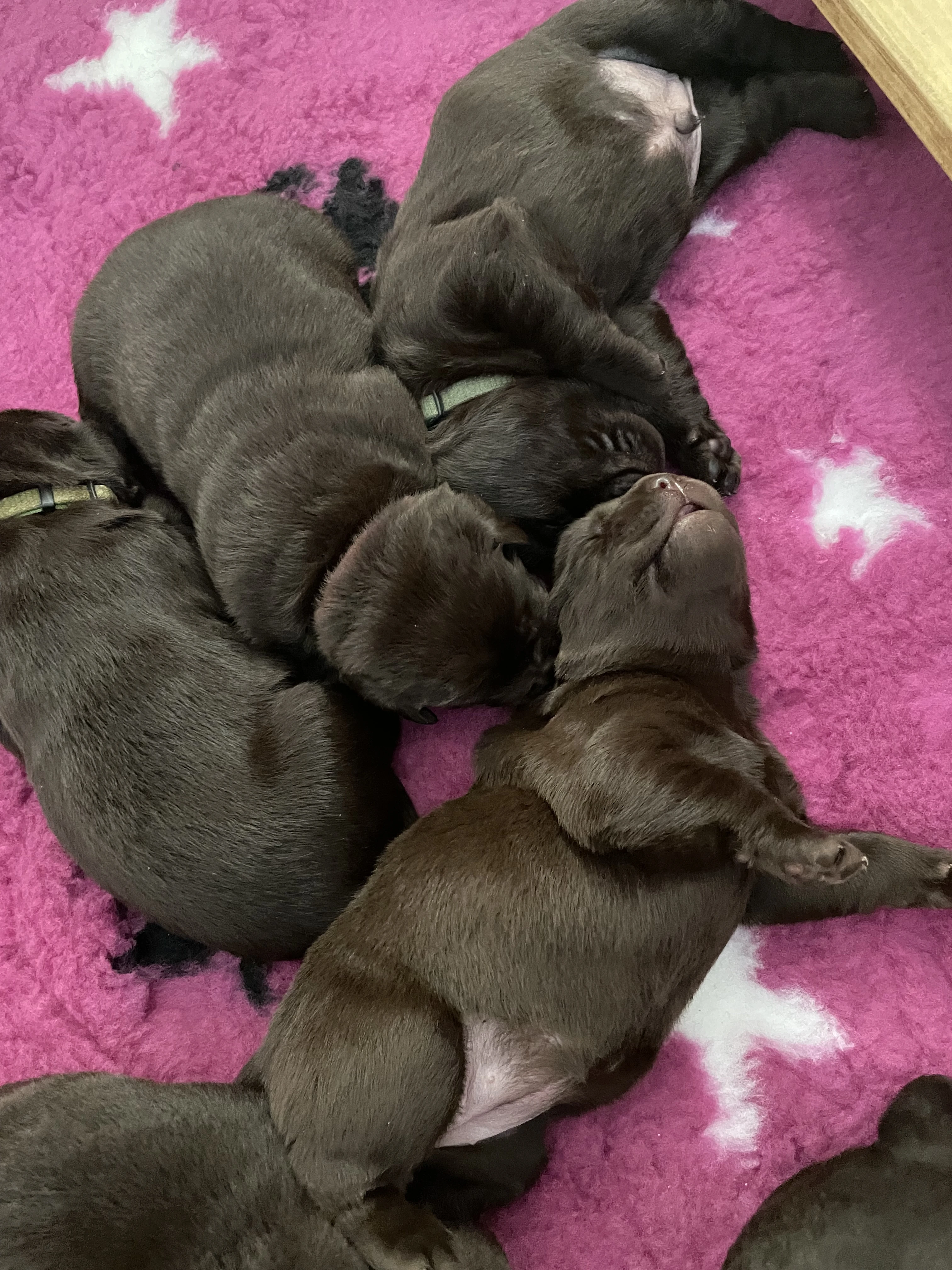 Labradorský retrivr