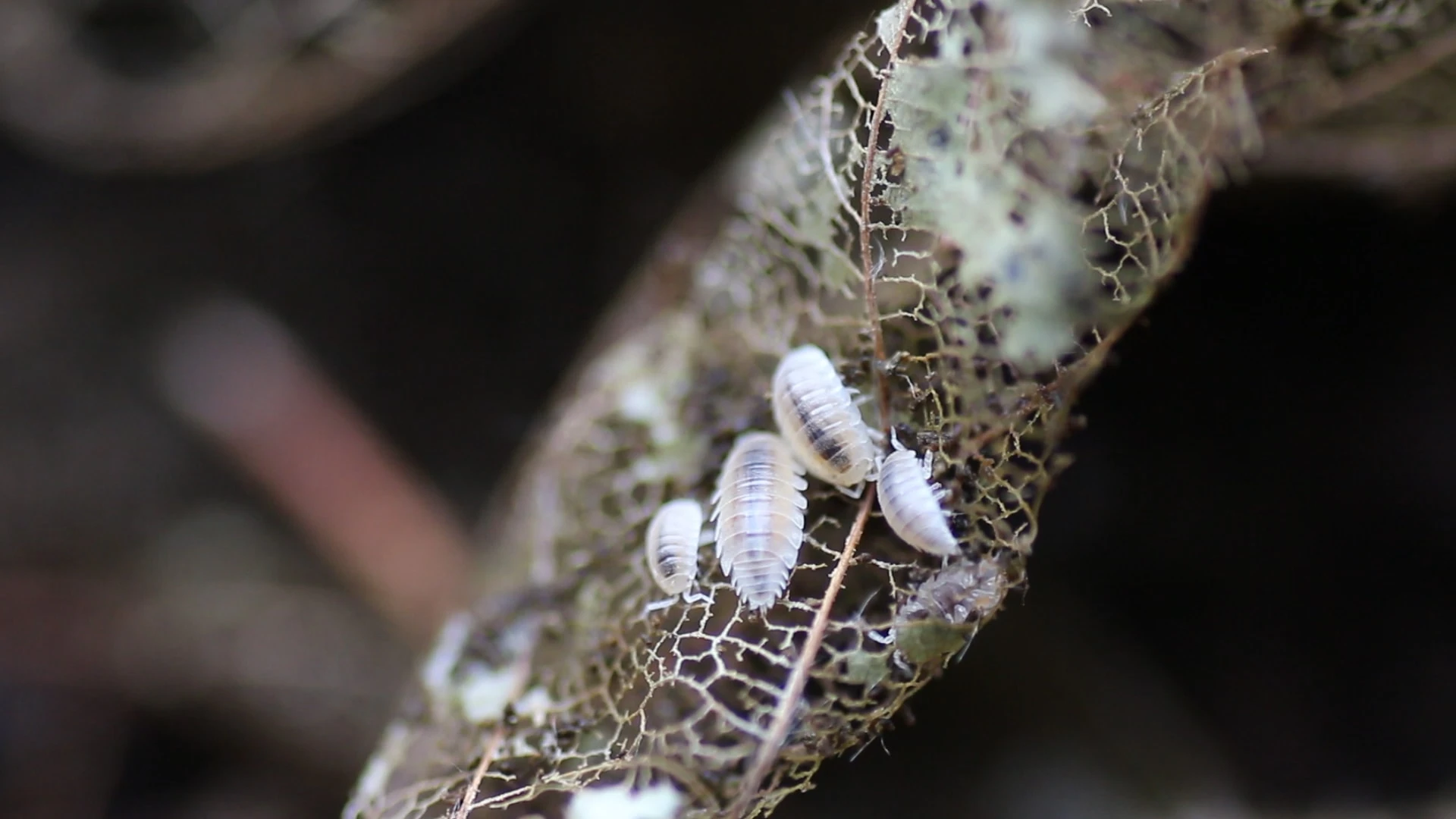 Prodám Trichonorhina tomentosa