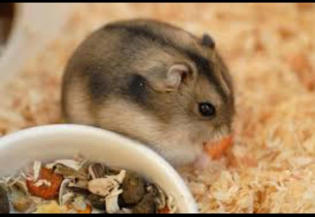 Daruji křečky dzungarské