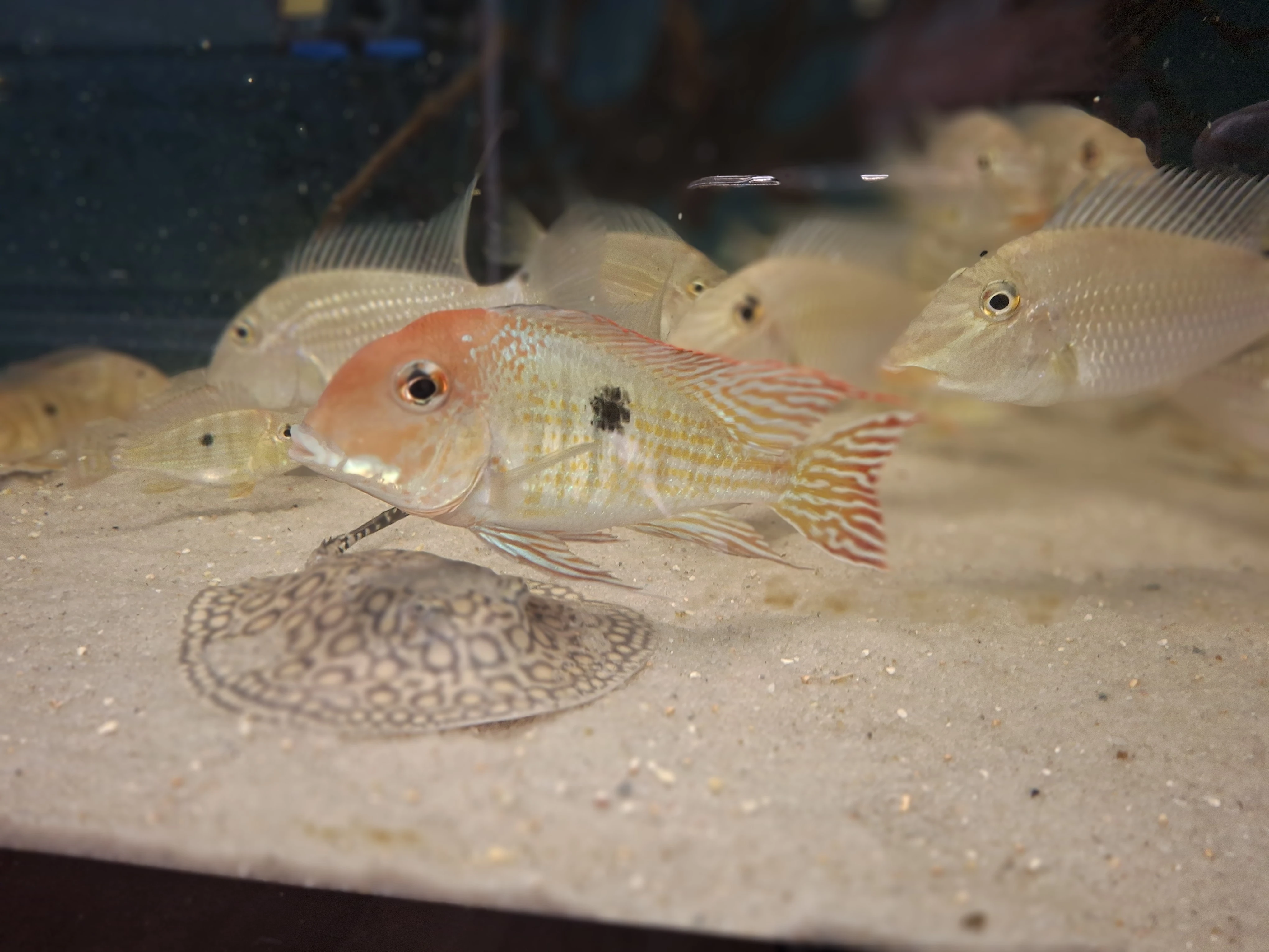 Geophagus tapajos red head