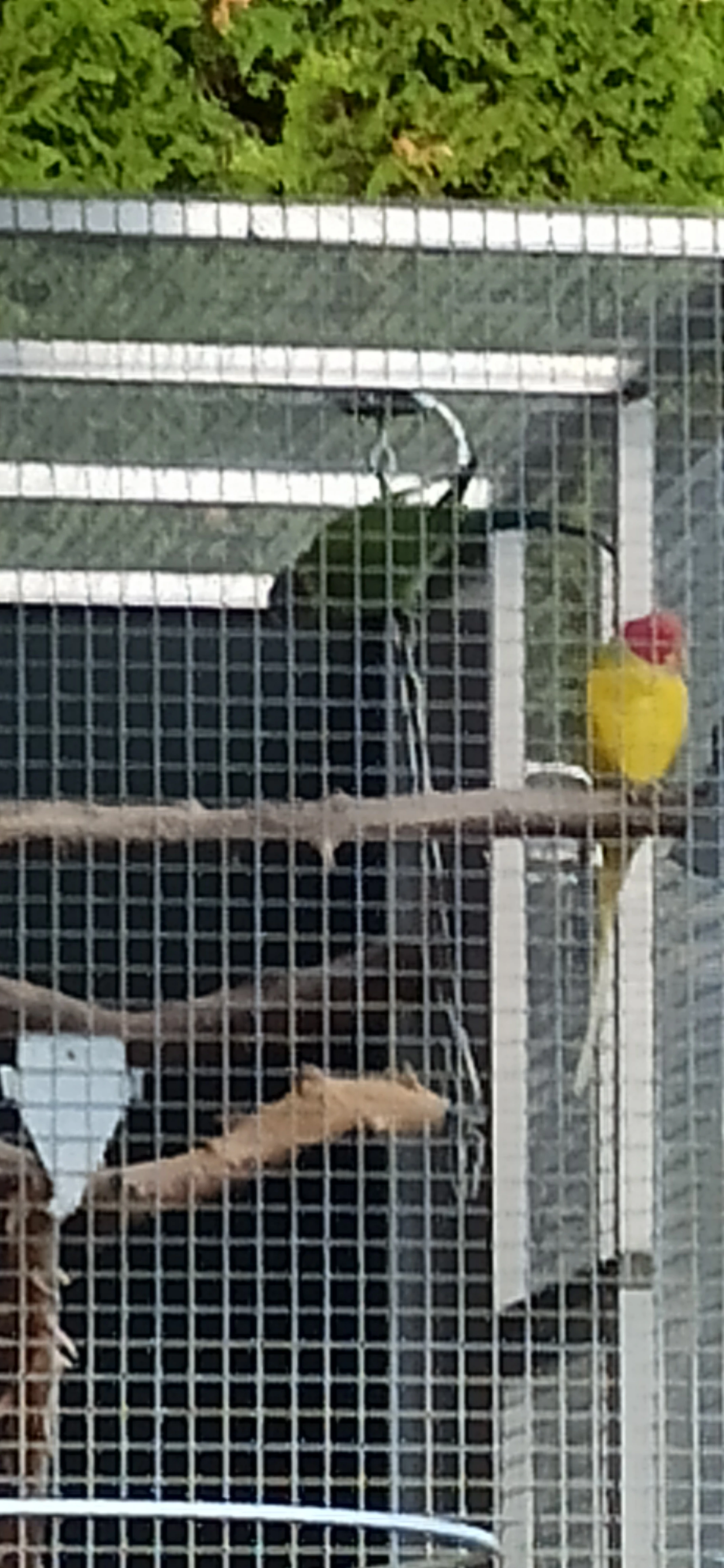 Prodám dvě samice alexandrů rudohlavých