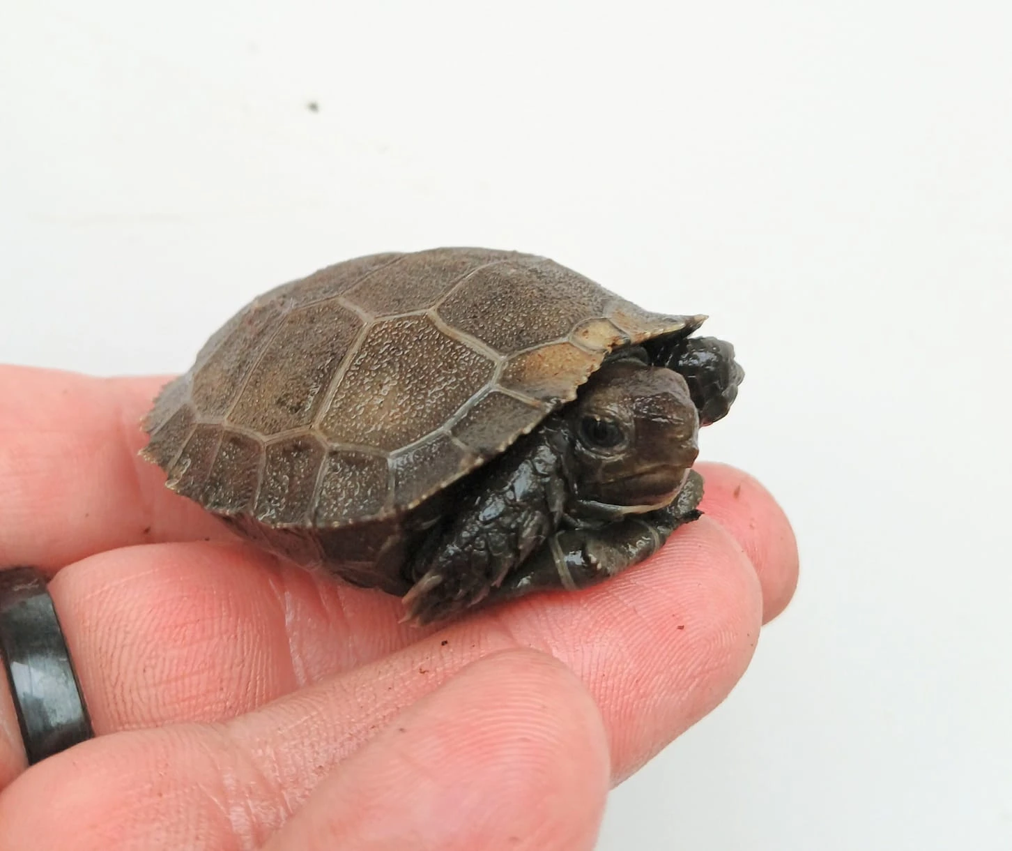 *** manouria emys emys ***