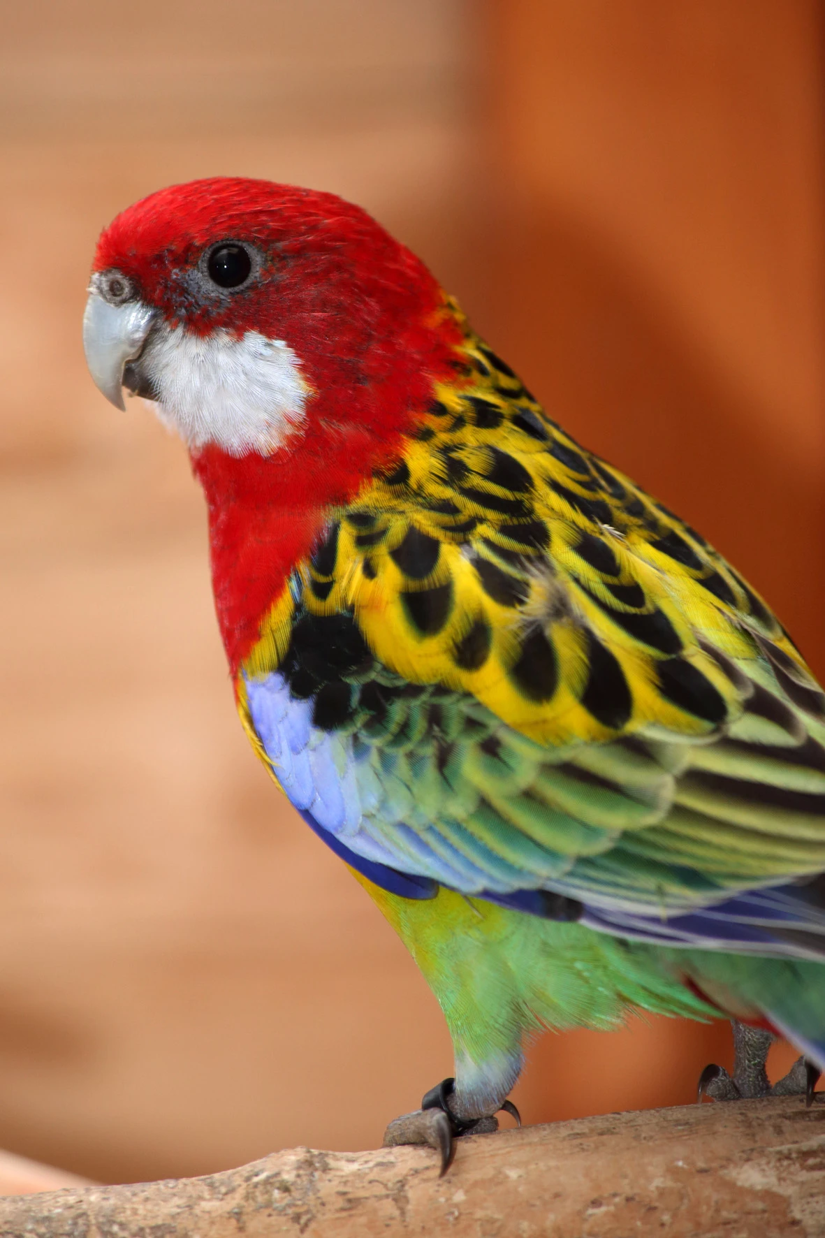 Rosela pestrá štěp na černou a opalinu