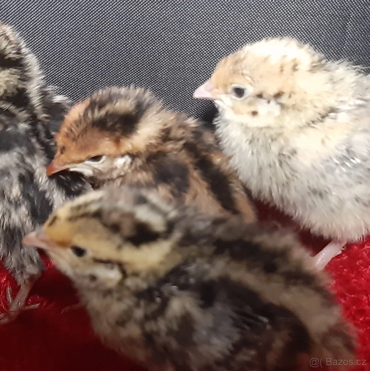 Prodám mladé křepelky