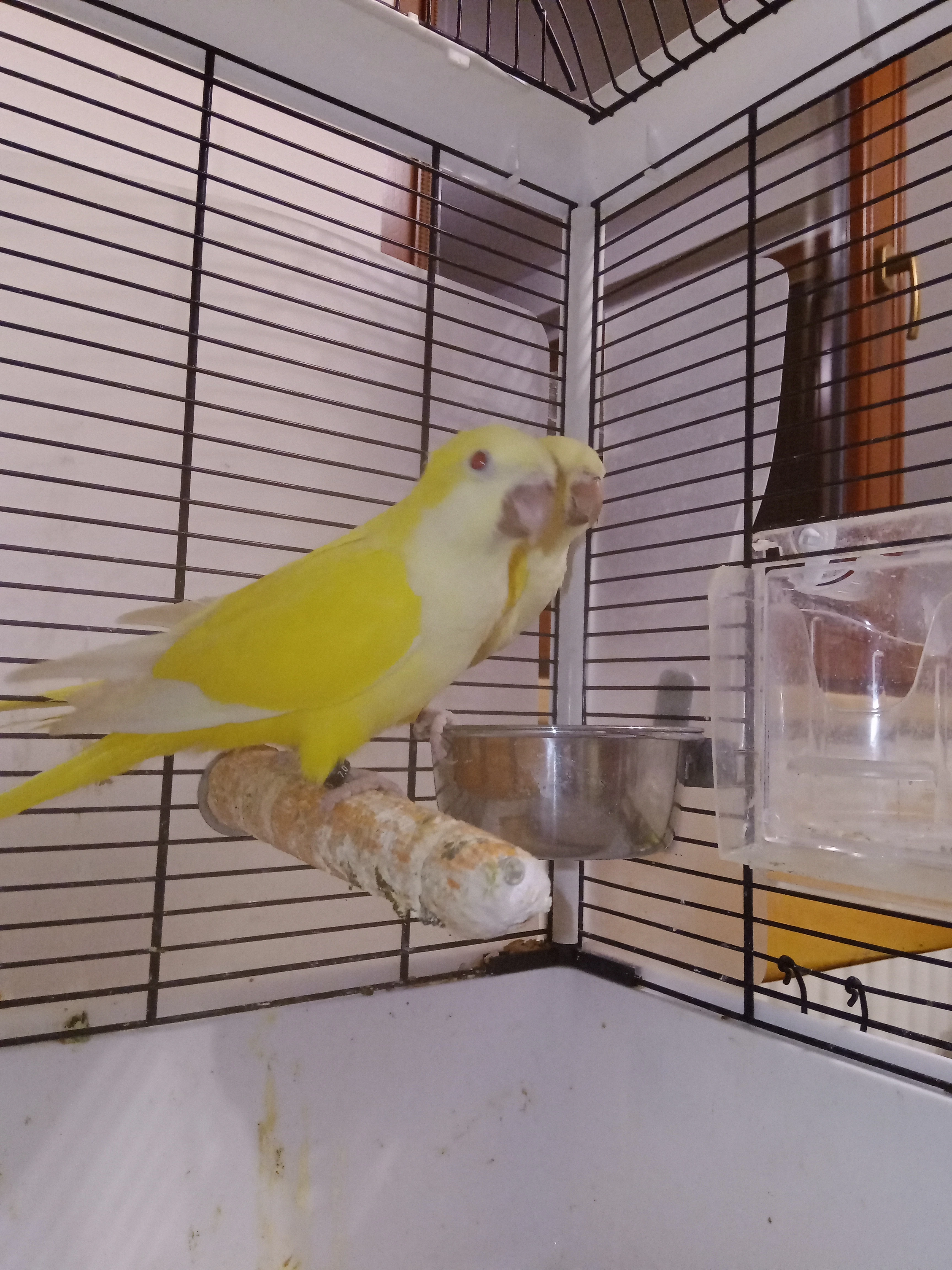 Koupím 1.0 Mníšek šedý lutino