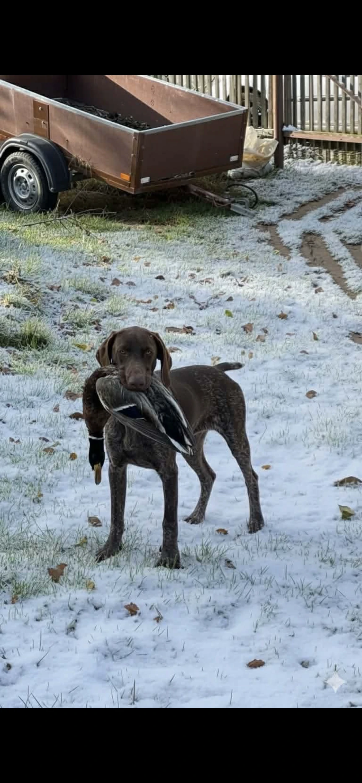 Německý krátkosrstý ohař