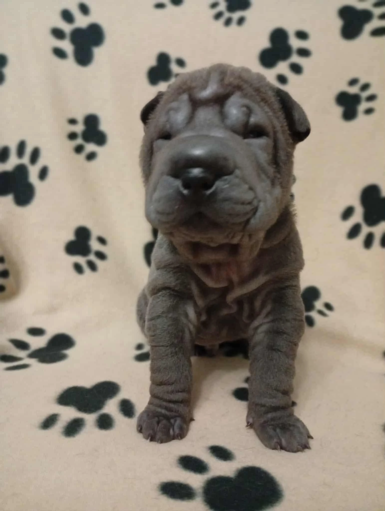 Šarpej, Shar-pei štěňátko sPP