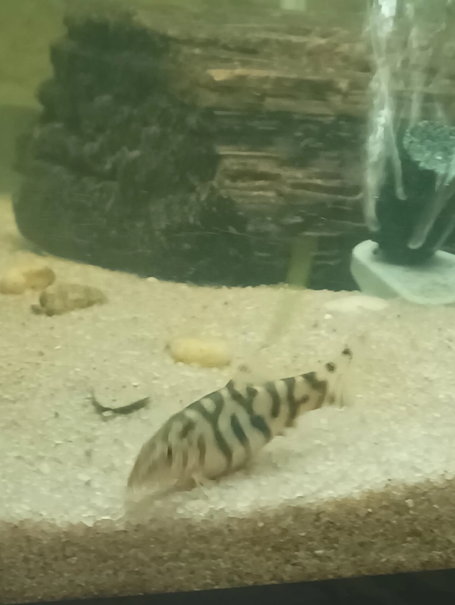 Sekavky Pakistáncké 4 ks