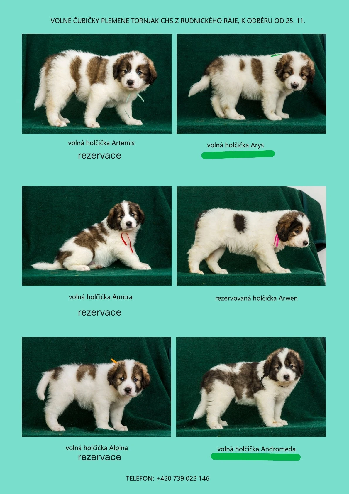 Poslední dvě volné fenečky tornjak s PP