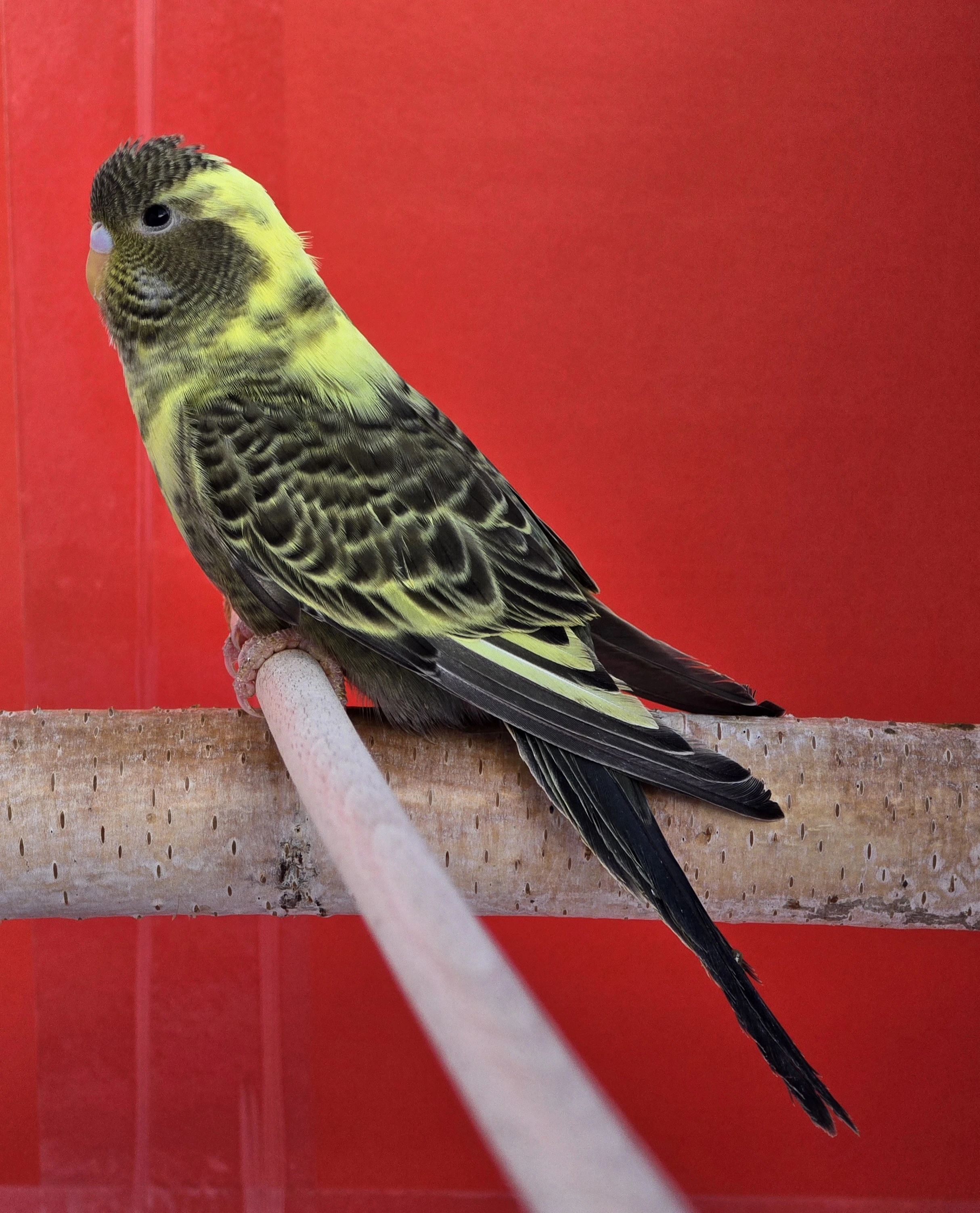 Andulky blackface Andulky blackwing Andulky blackfaceblackwing